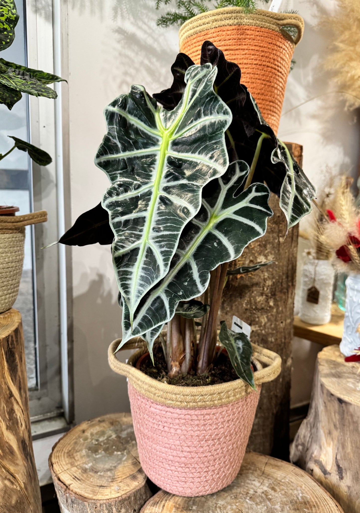 Plante d'intérieur Alocasia amazonica 'Polly' avec grandes feuilles décoratives, parfait pour un intérieur lumineux