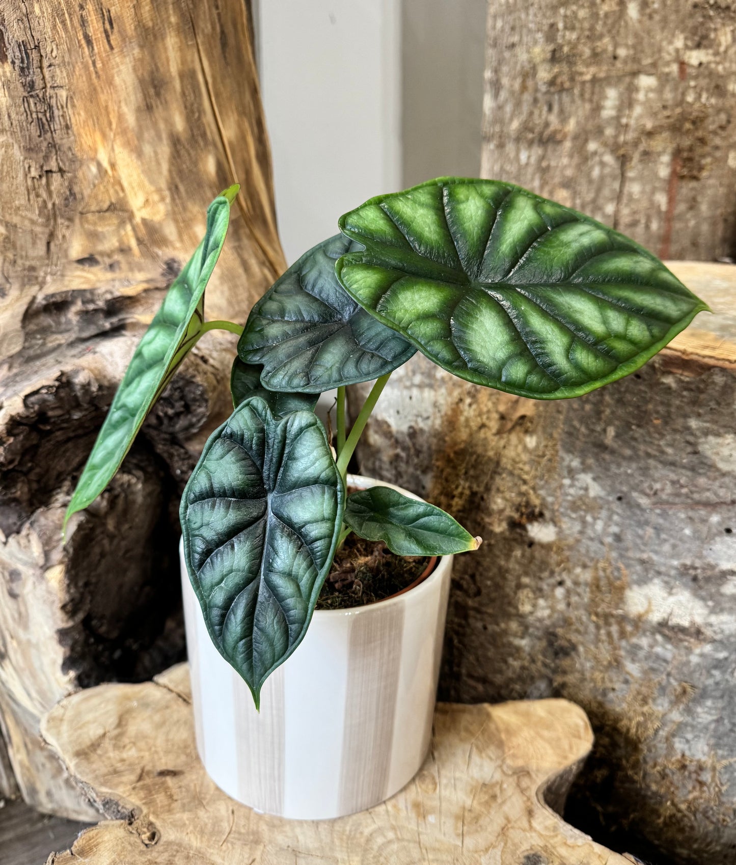 Alocasia dragon scale, plante d'intérieur au feuilles gaufré. Parfait pour un intérieur lumineux.