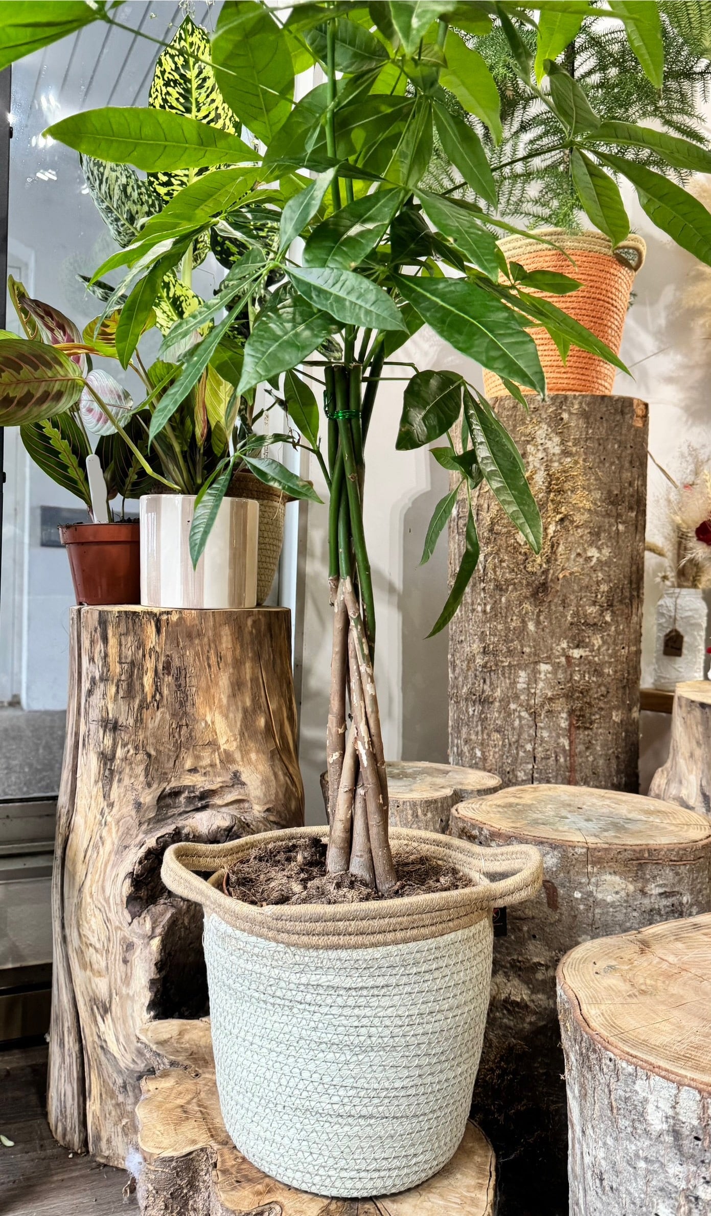 Cache pot en osier naturel vert clair, sa largeur et sa profondeur permet d'accueillir des plantes beaucoup plus grande