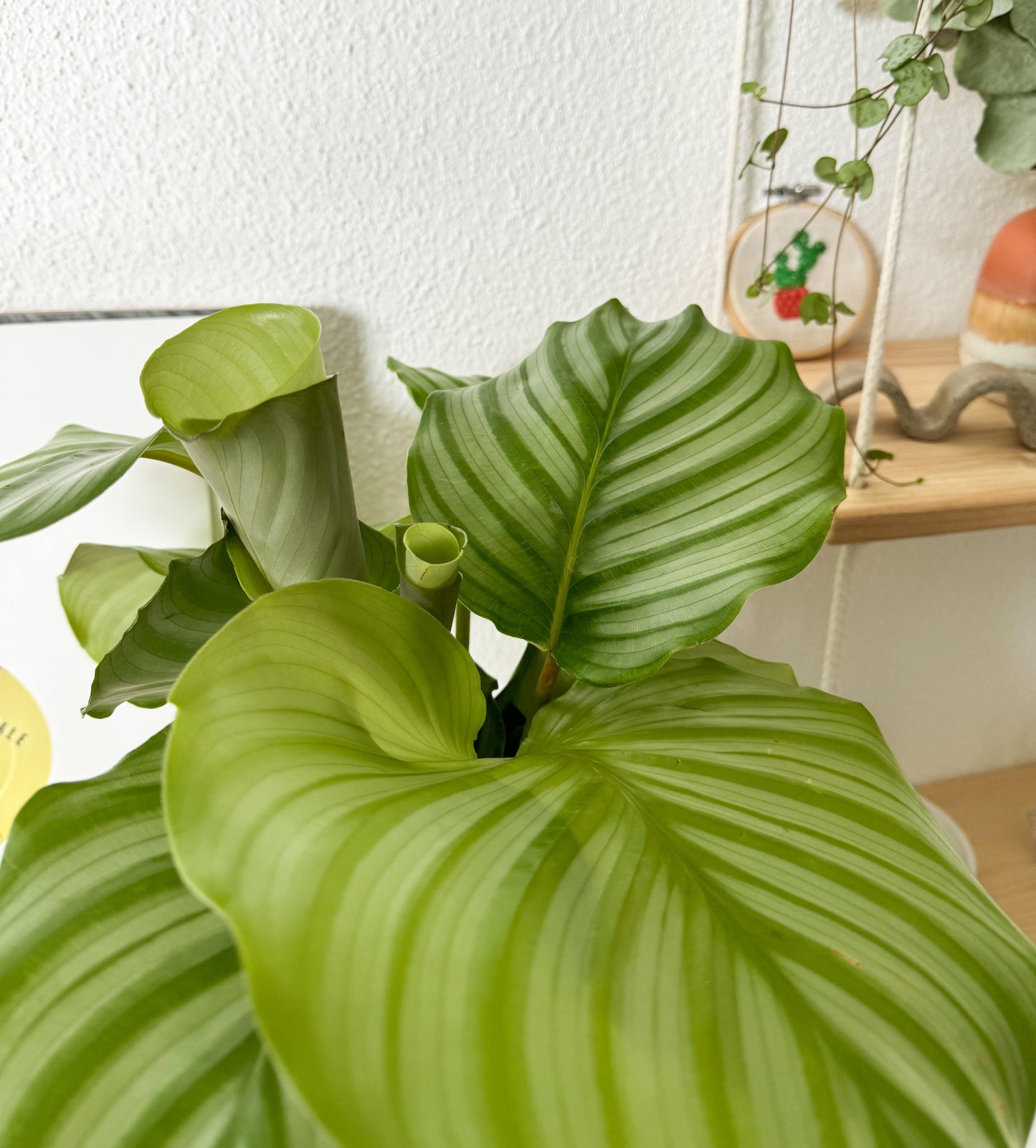 Calathea orbifolia, grosse feuille avec nervures argentées