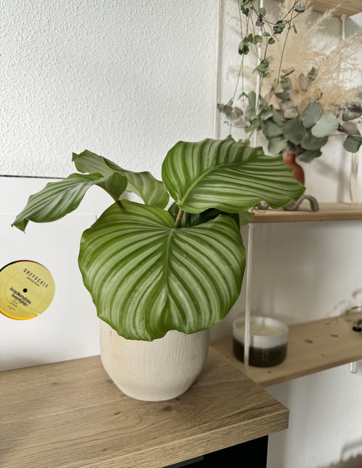 Calathea orbifolia, grosse feuille avec nervures argentées