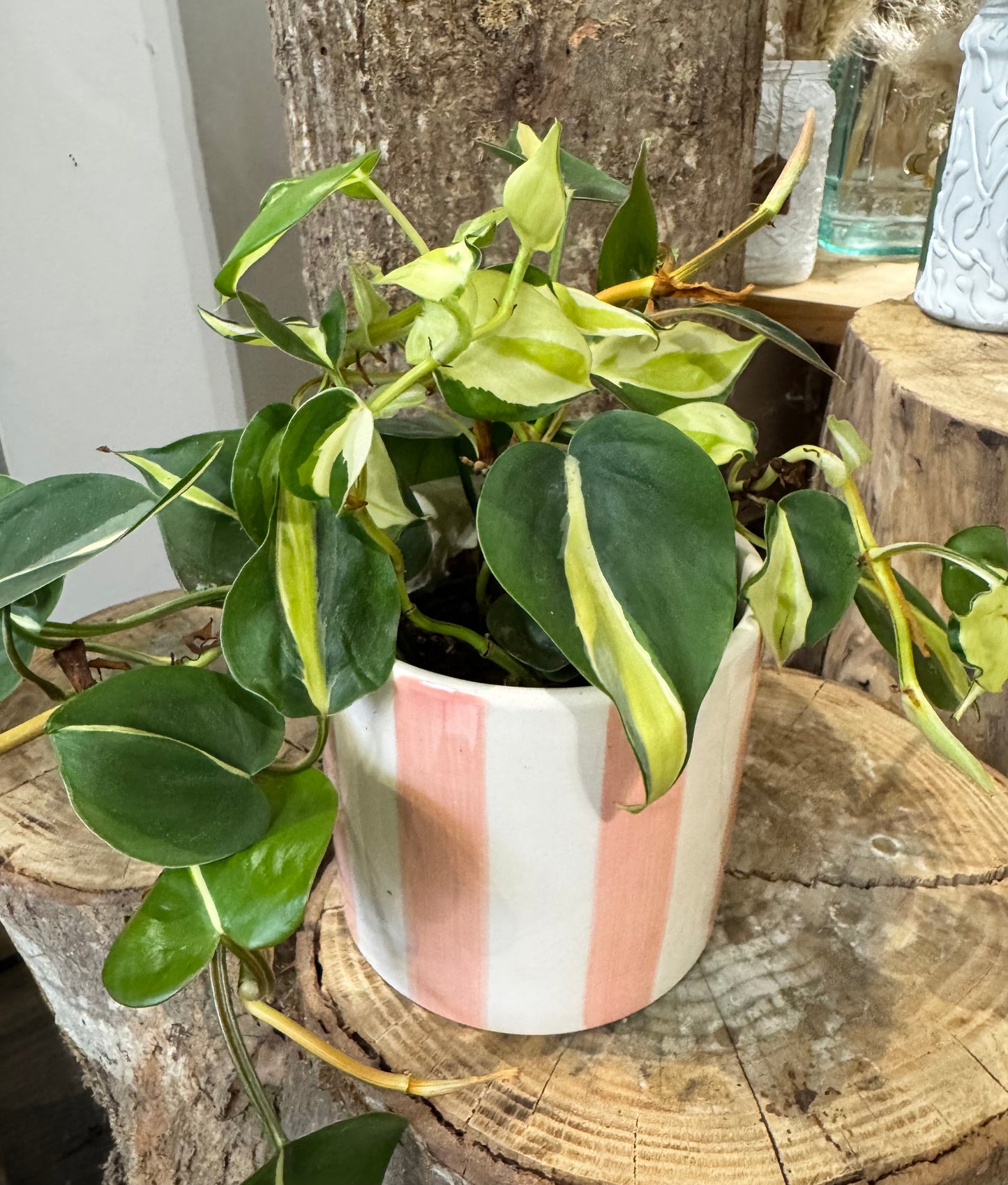 Philodendron cream splash