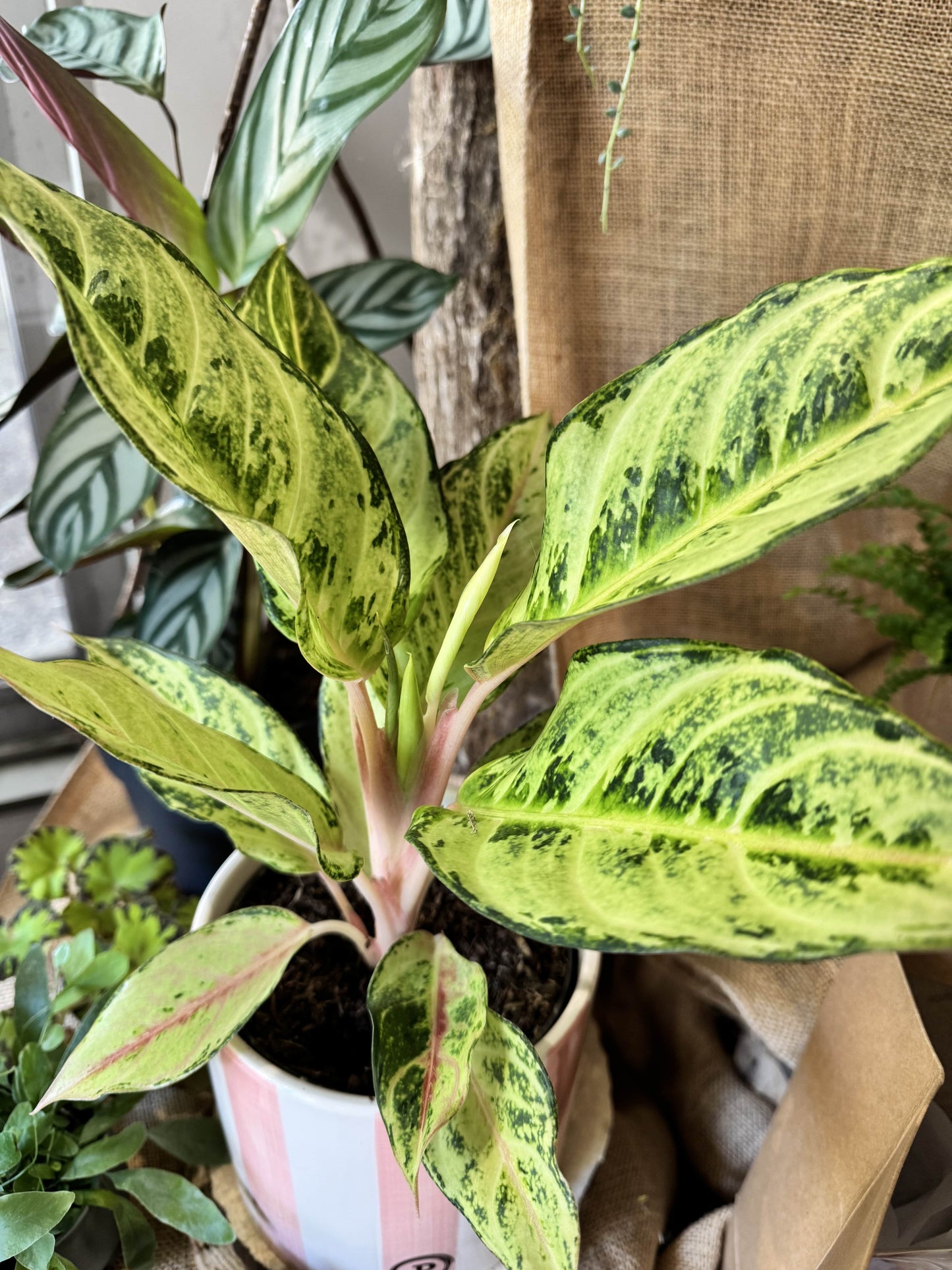 Aglaonema chartreuse pretty