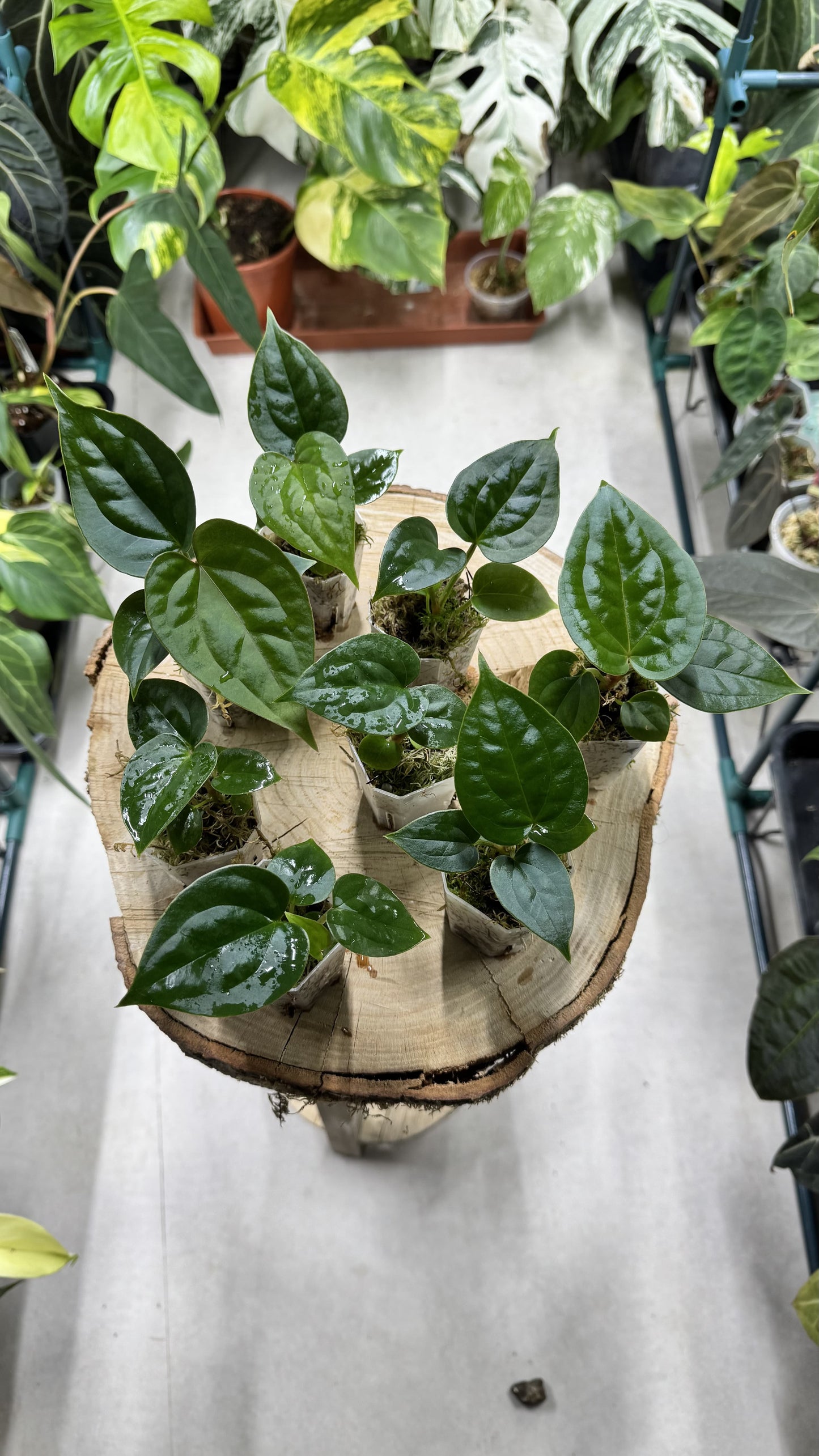 Seedling Anthurium (magnificumxpapililaminumx) x KOS X Luxurians
