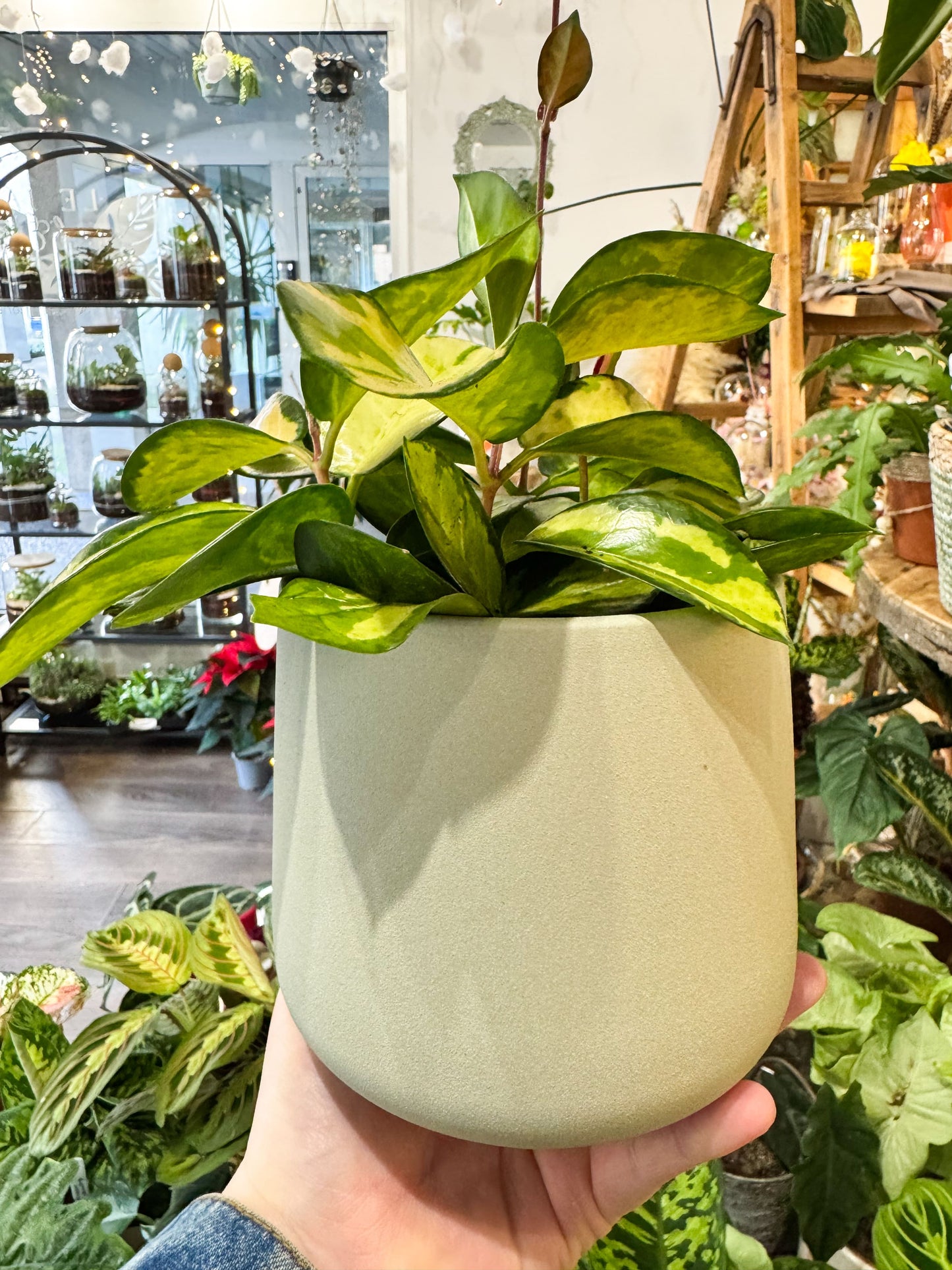 Cache-pot en céramique vert pâle avec design épuré, idéal pour les plantes d'intérieur comme les monsteras et les hoyas