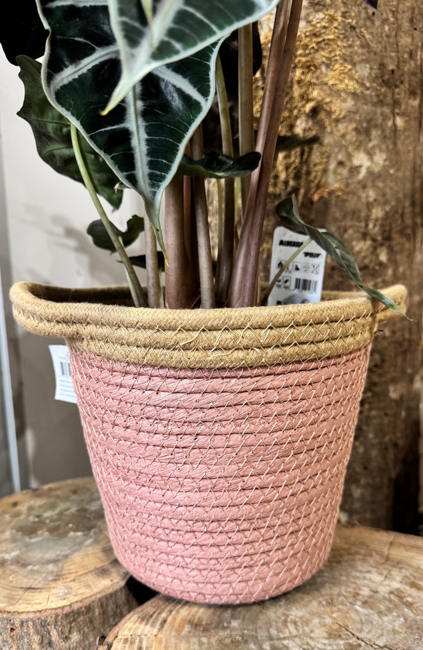 Cache pot en osier naturel vieux rose, sa largeur et sa profondeur permet d'accueillir des plantes beaucoup plus grande