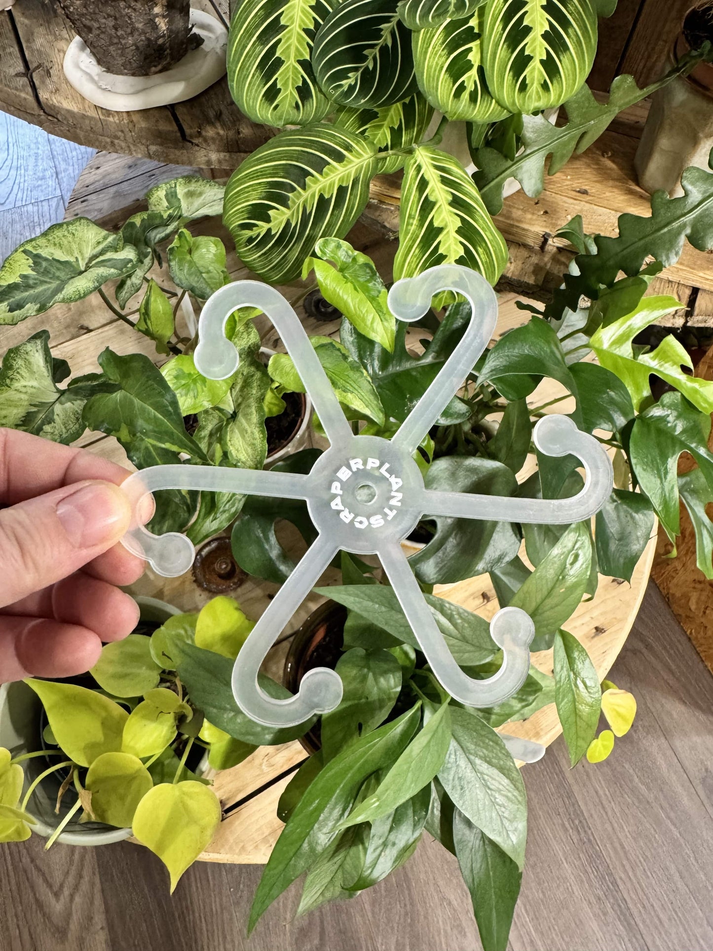 Crochet pour plante, idéal pour soutenir les plantes comme l'Alocasia, offrant un support stable pour la croissance verticale