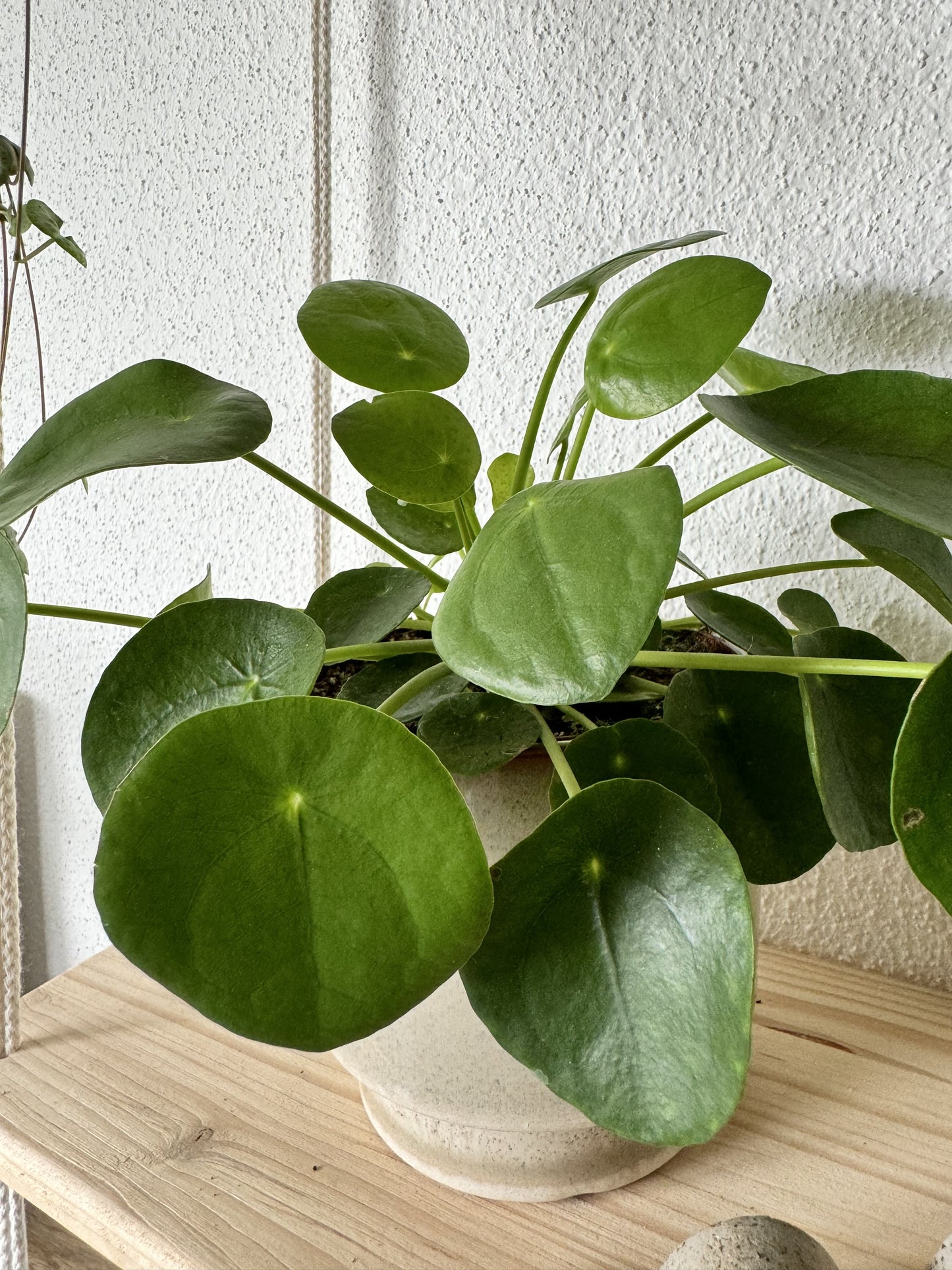 Plante a monnaie chinoise, elle est très graphique avec de belle feuilles ronde