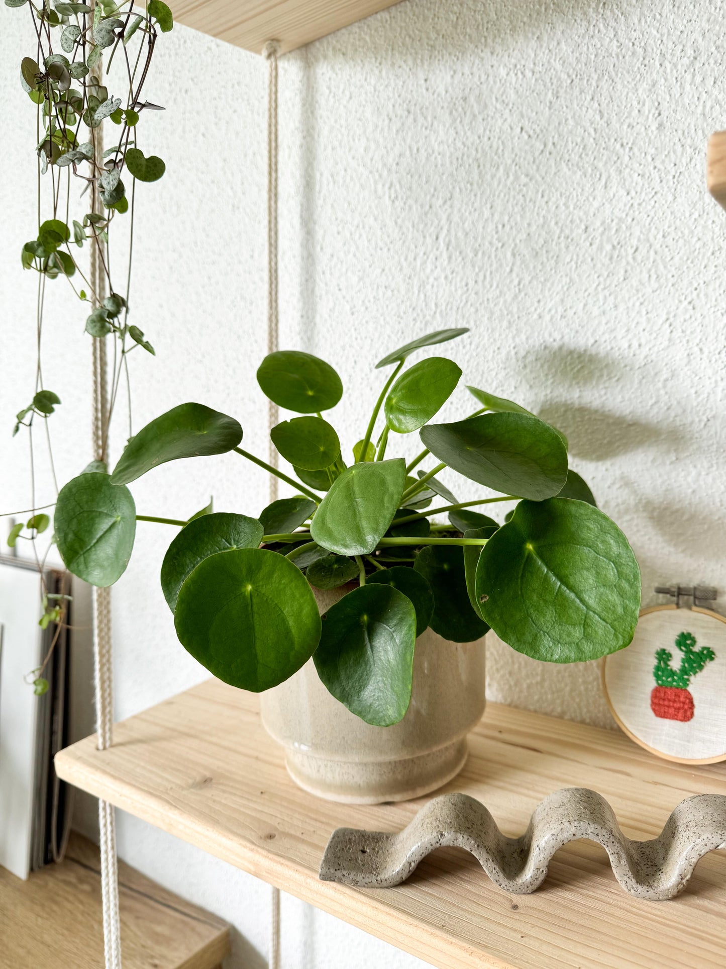 Plante a monnaie chinoise, elle est très graphique avec de belle feuilles ronde
