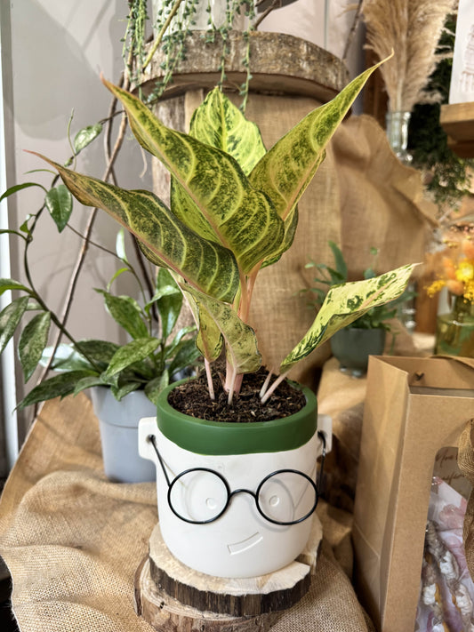 Aglaonema chartreuse pretty