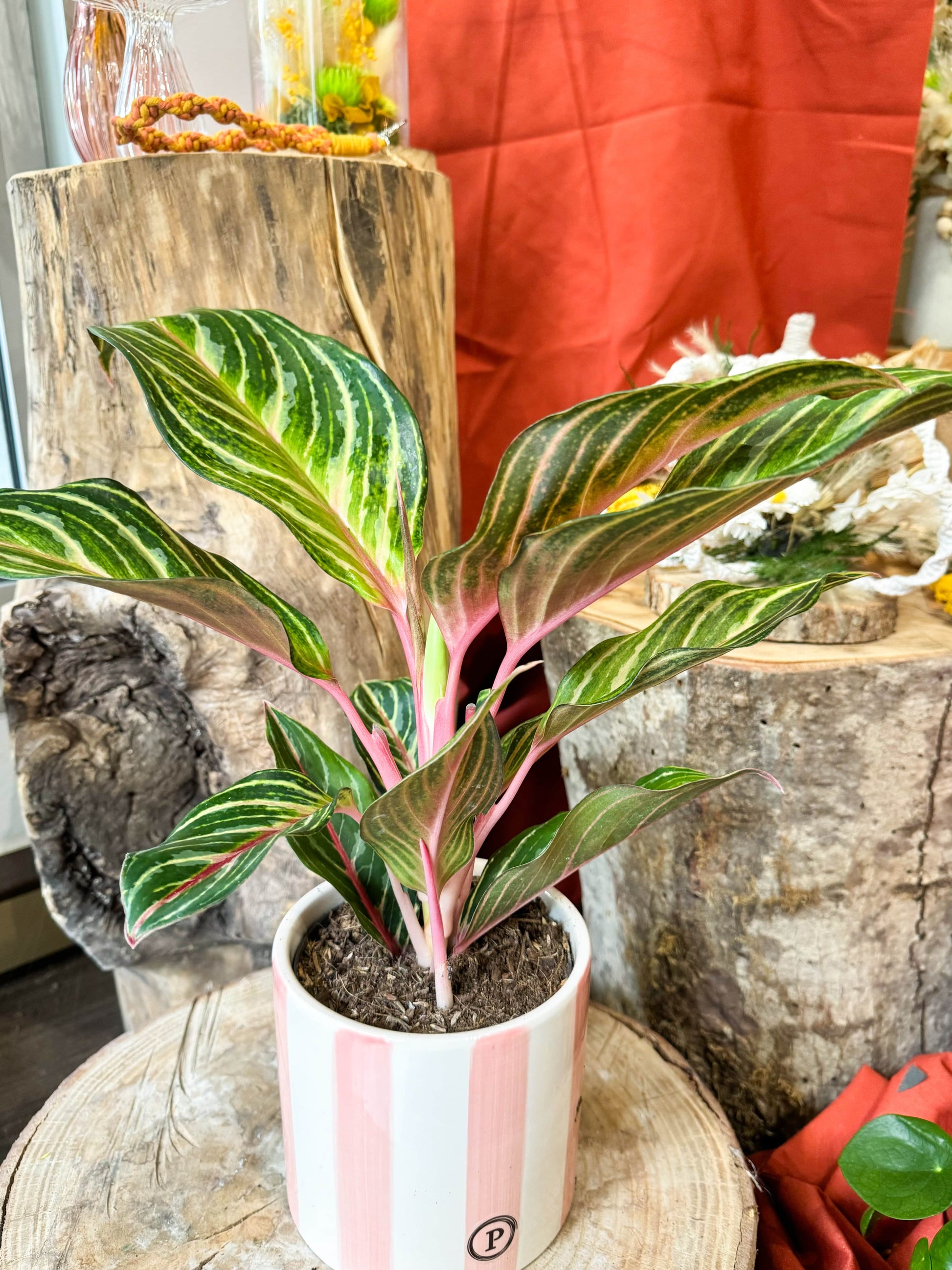 Plante au tige rose qui marbre la feuille. plante buissonnante au vert flashy 