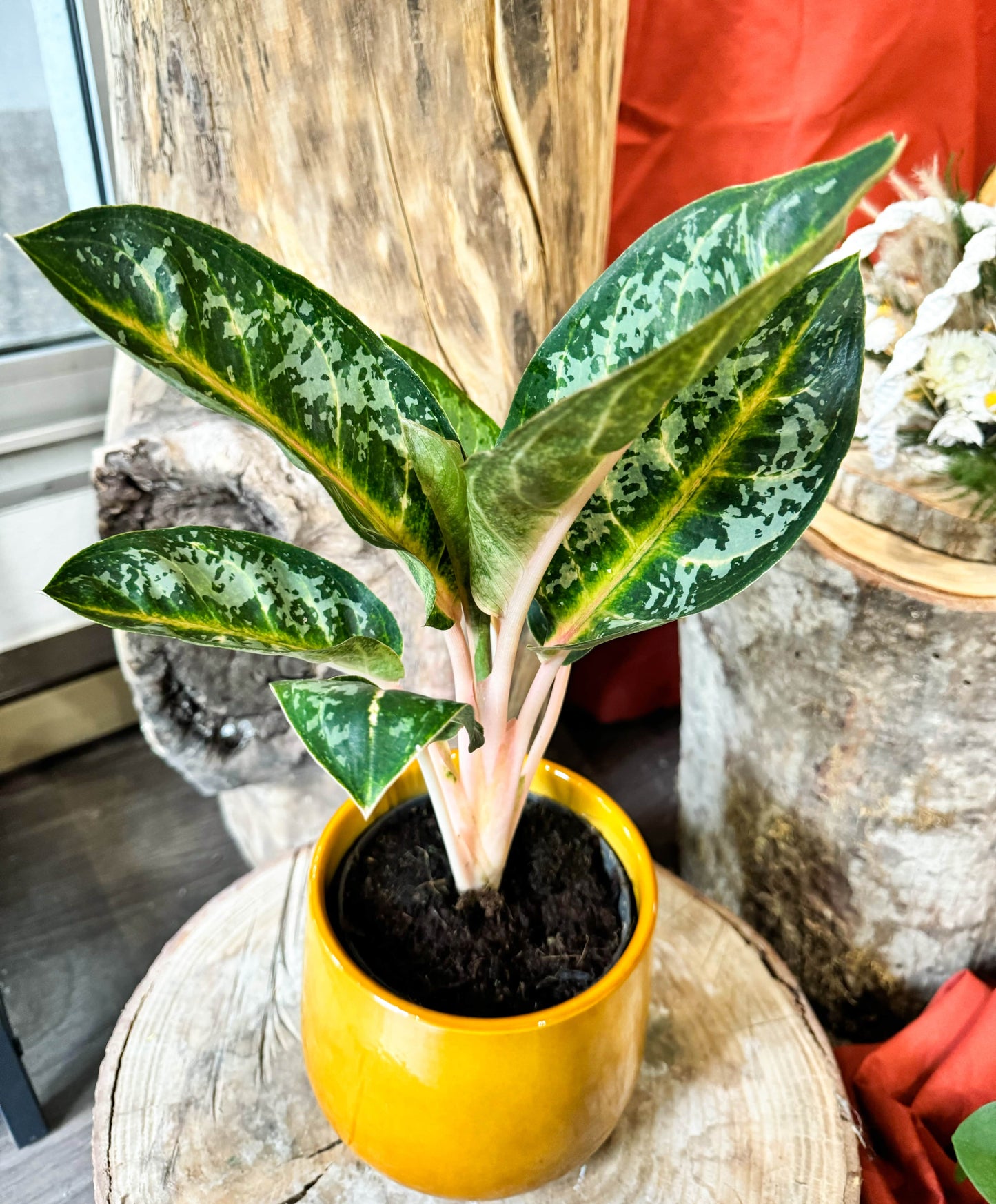 Plante buissonnante aux tiges orange clair. Les feuilles sont verte avec la nervures central orange er des taches verte claire