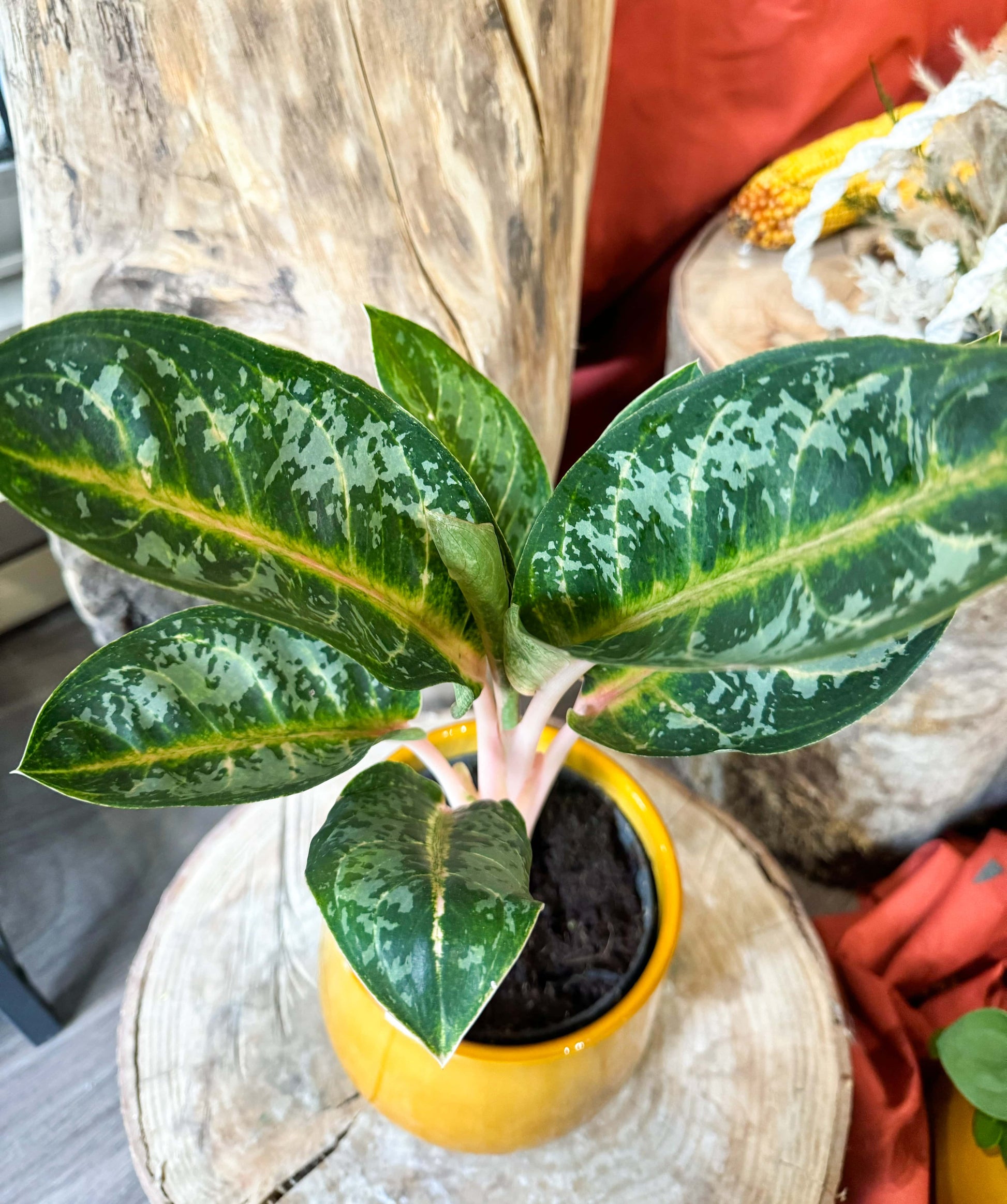 Plante buissonnante aux tiges orange clair. Les feuilles sont verte avec la nervures central orange er des taches verte claire