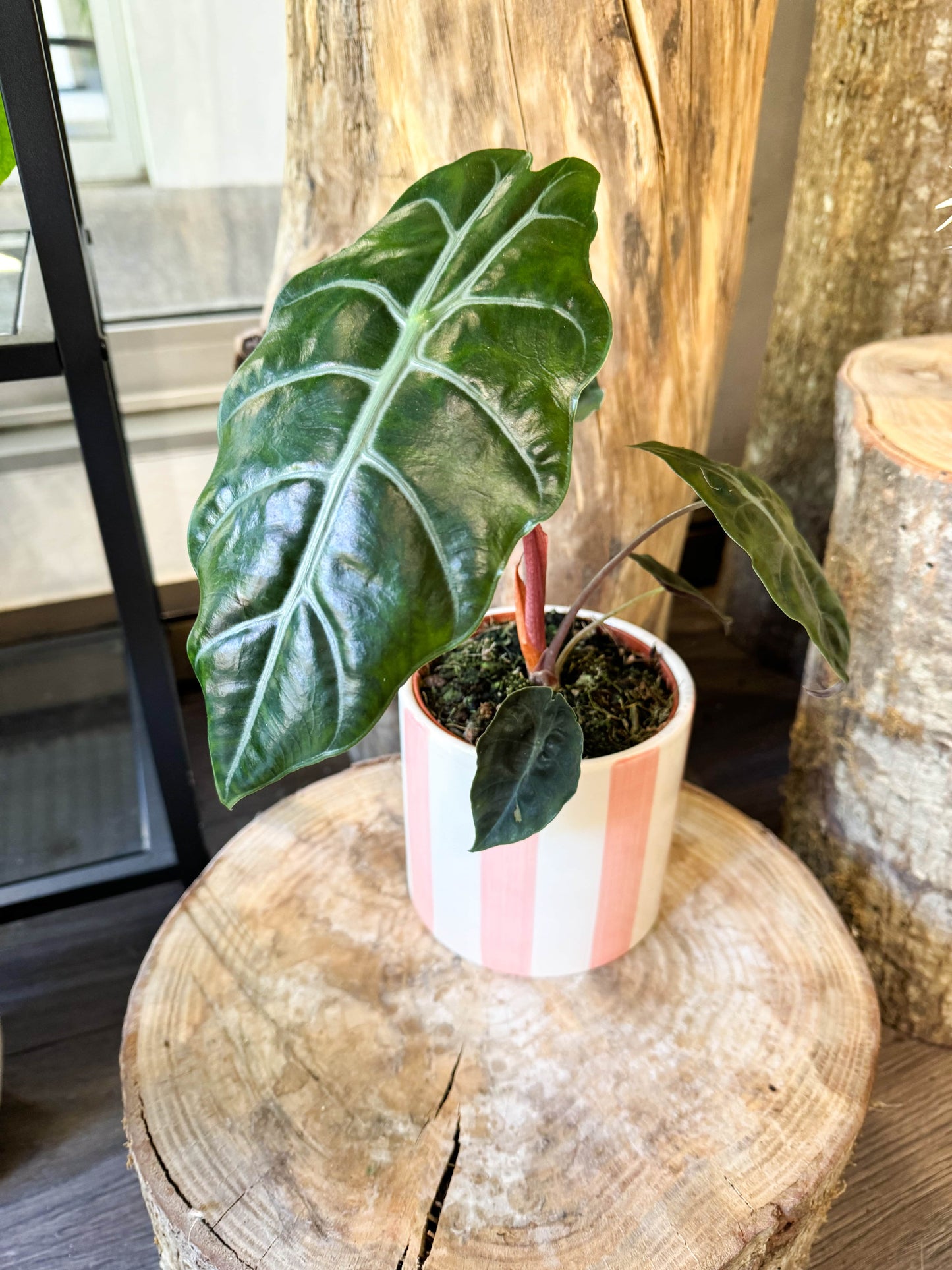 Alocasia au feuille légèrement ondulée, d'un vert profond et d'un dessous de feuilles marron/violet