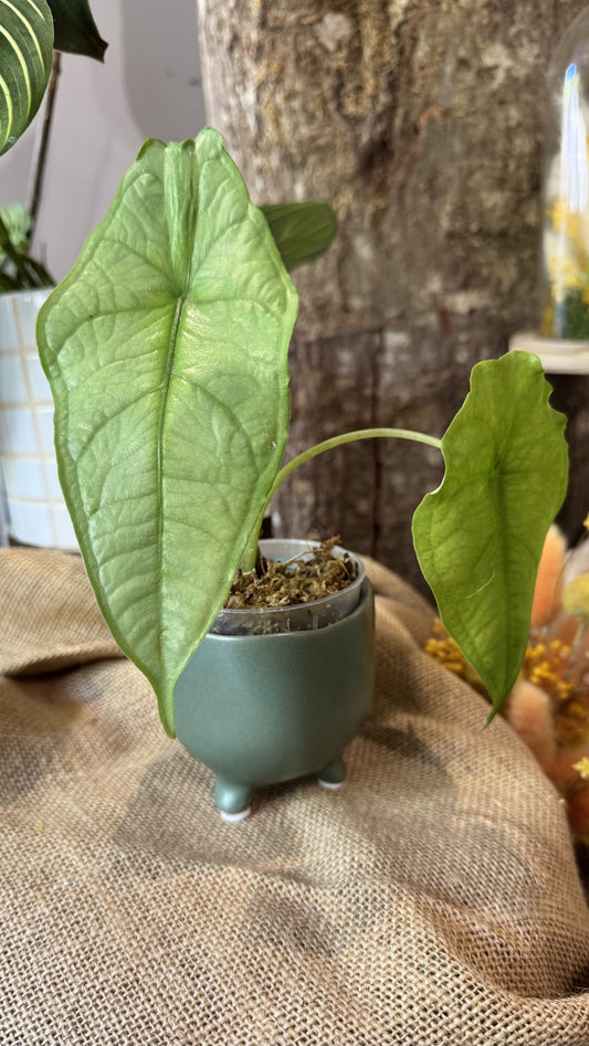 Alocasia heterophylla dragon's breath