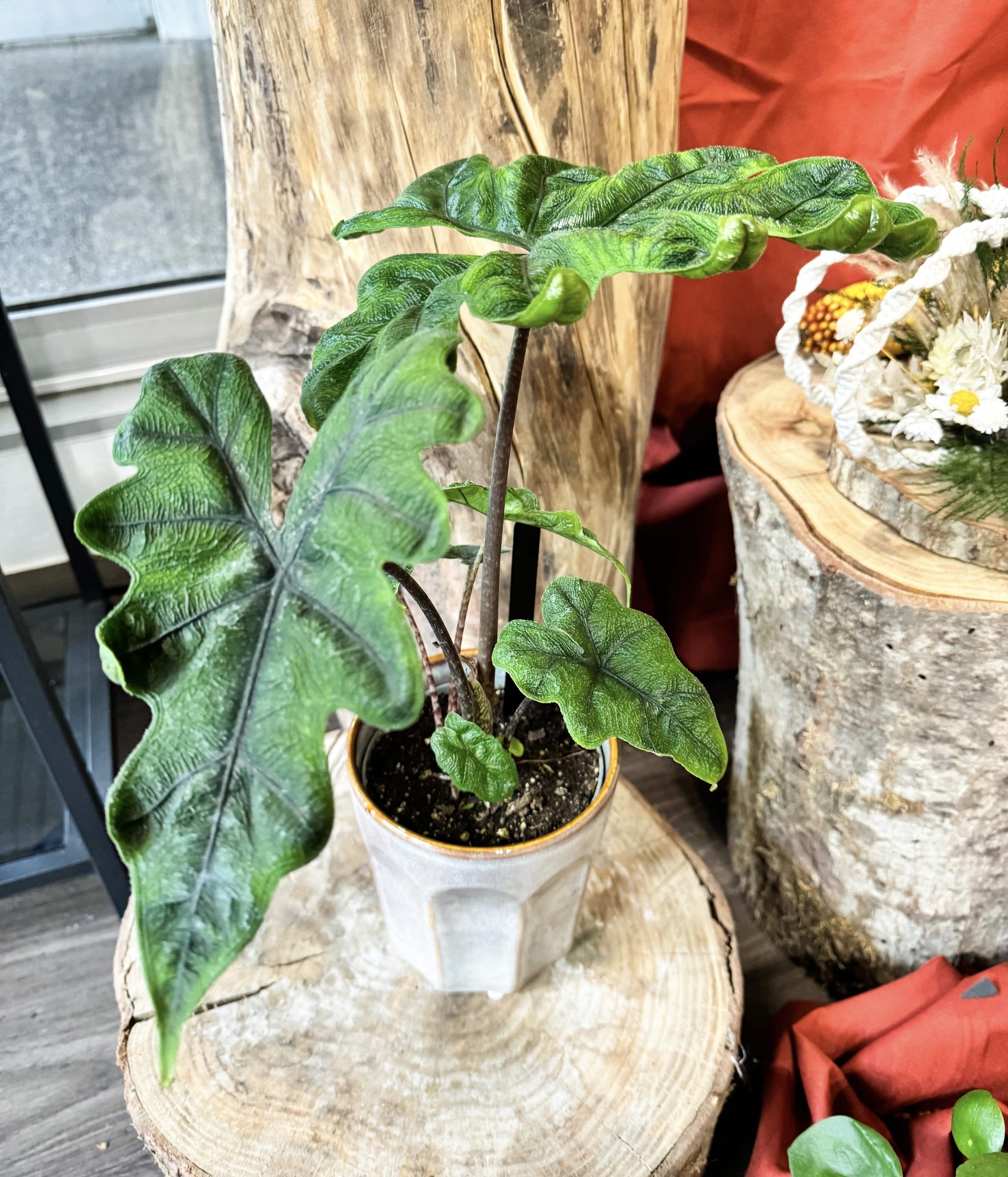 Alocasia particulière a la textures rugueuse et aux feuilles très découpé d'un vert profond 