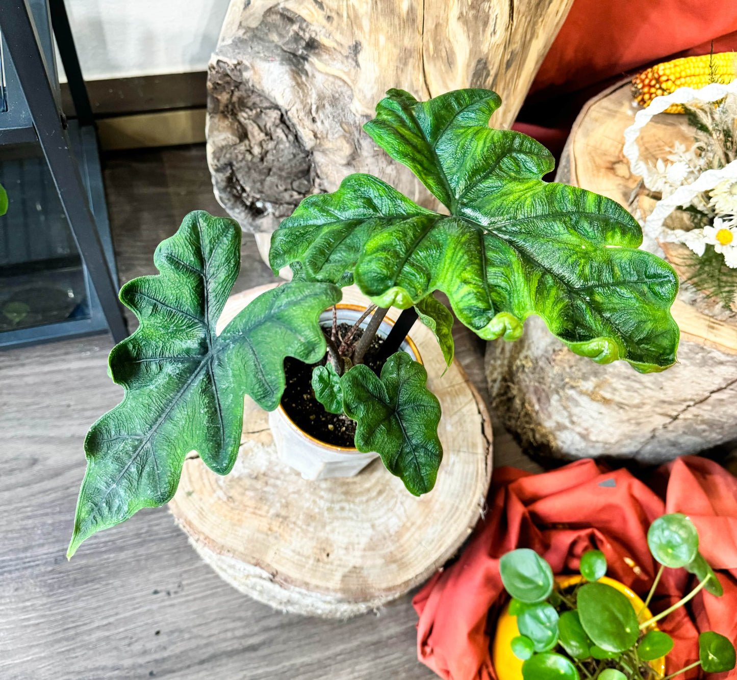 Alocasia particulière a la textures rugueuse et aux feuilles très découpé d'un vert profond 