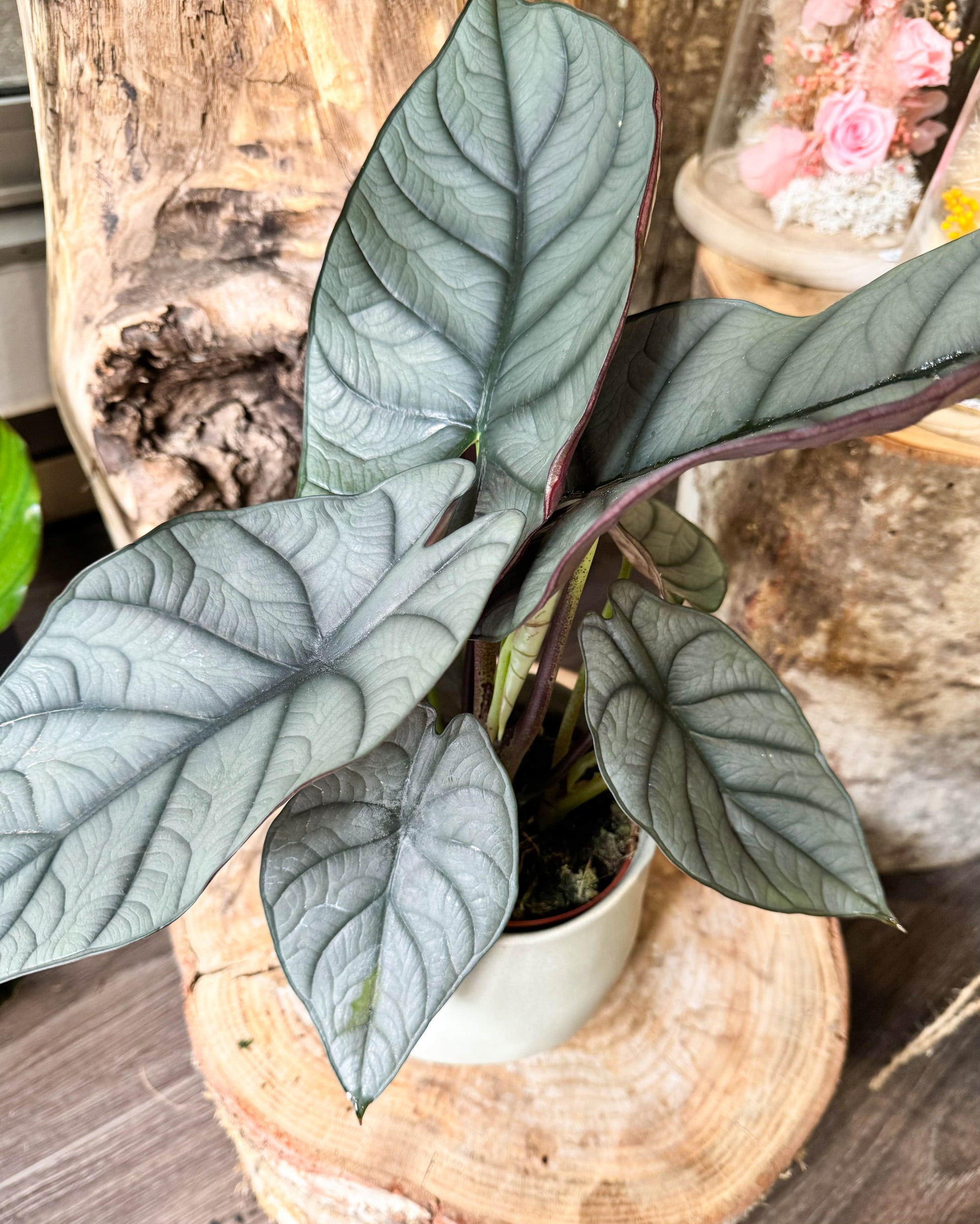 Zoom sur l'Alocasia aux longues feuilles grises, il a un aspect presque métallisé 