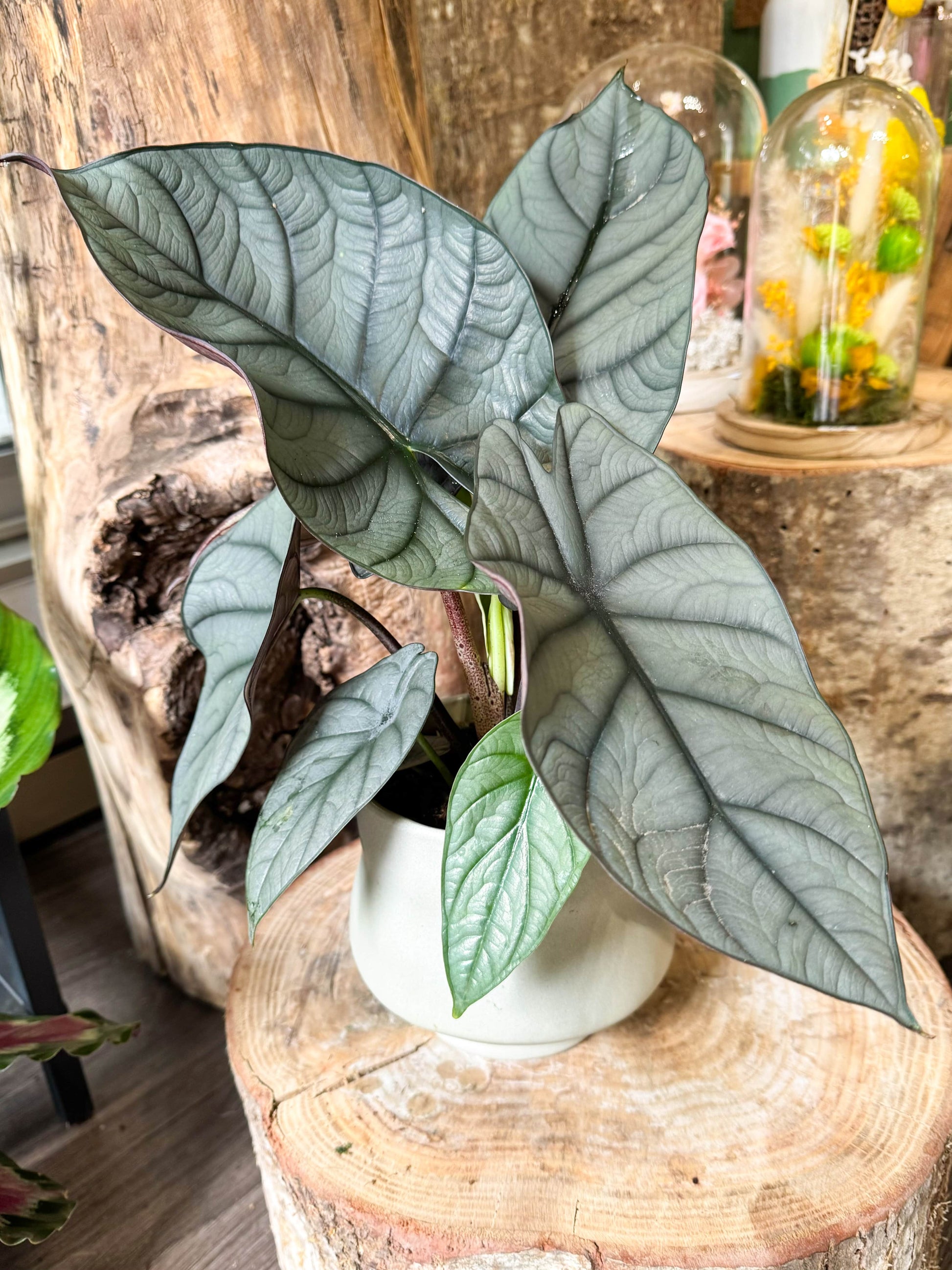 Alocasia aux longues feuilles grises, il a un aspect presque métallisé 