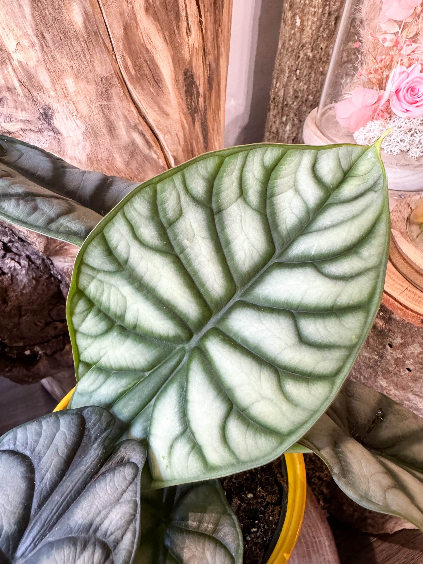 Alocasia silver dragon