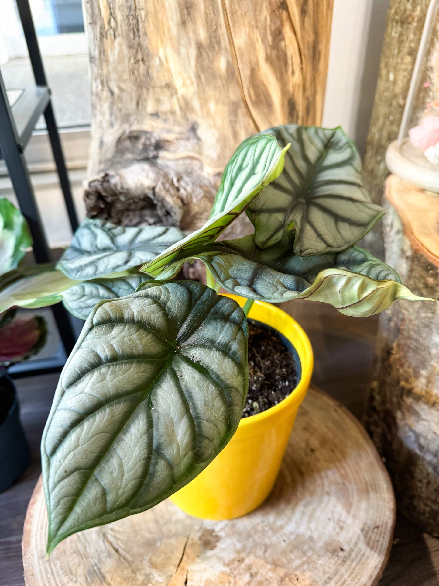 Alocasia silver dragon