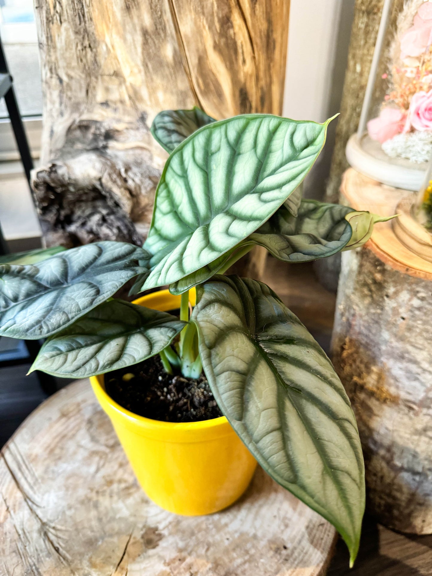 Alocasia silver dragon