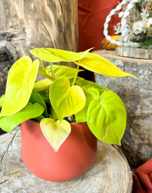 Philodendron lemon lime