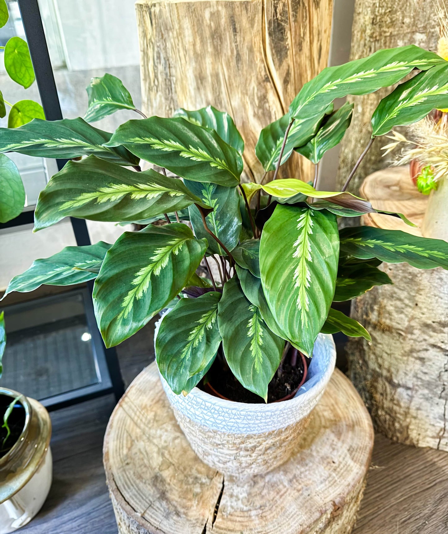 Calathea louisae