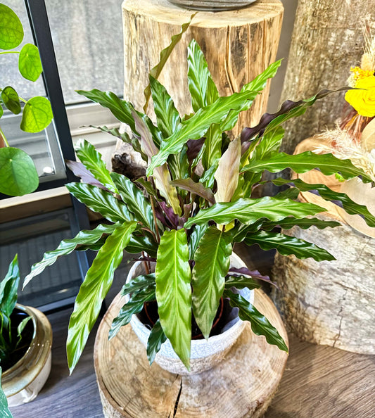 Calathea rufibarba