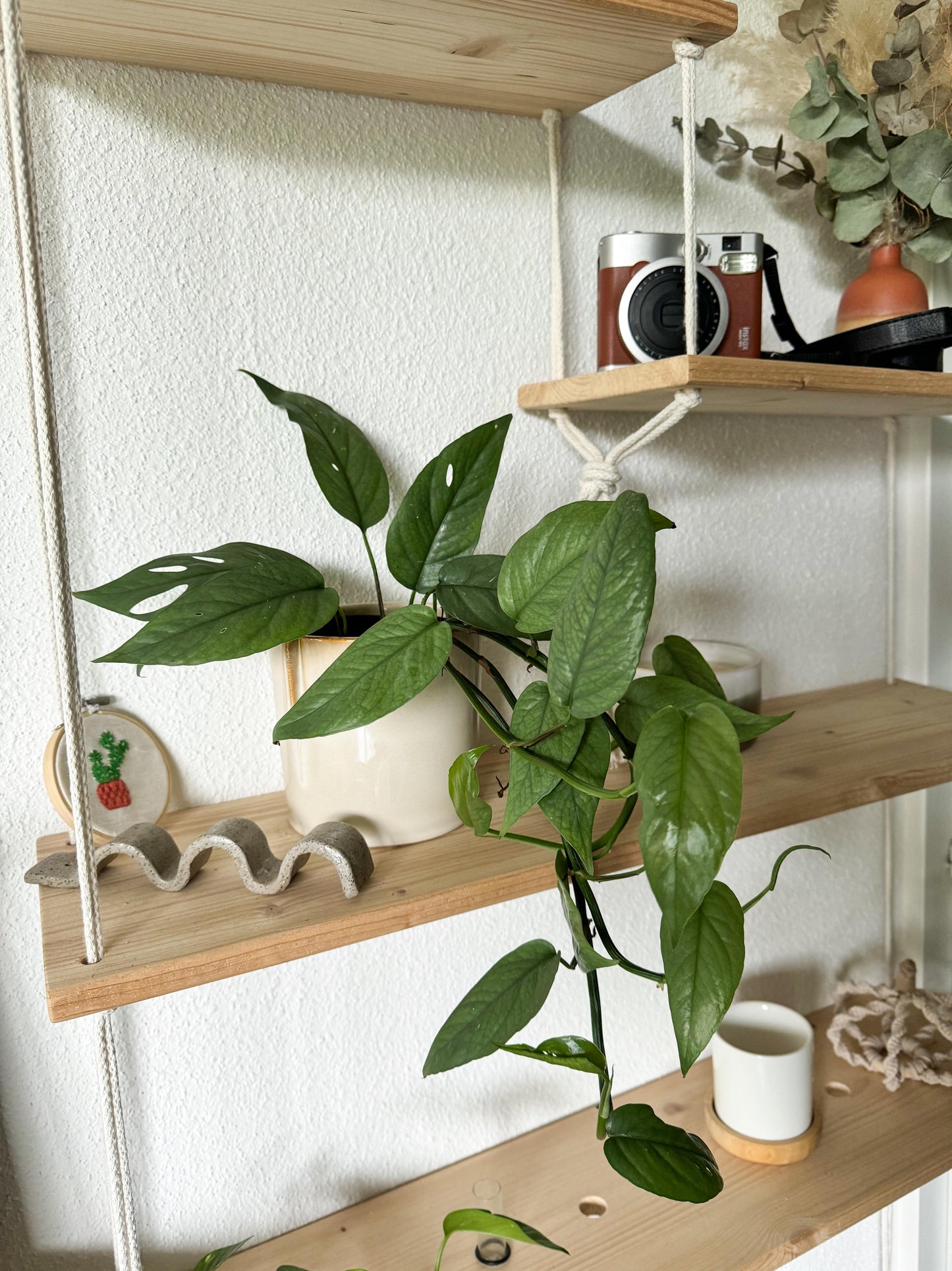 Plante grimpante aux feuilles argentées qui se troue si elle a possibilité de grimper