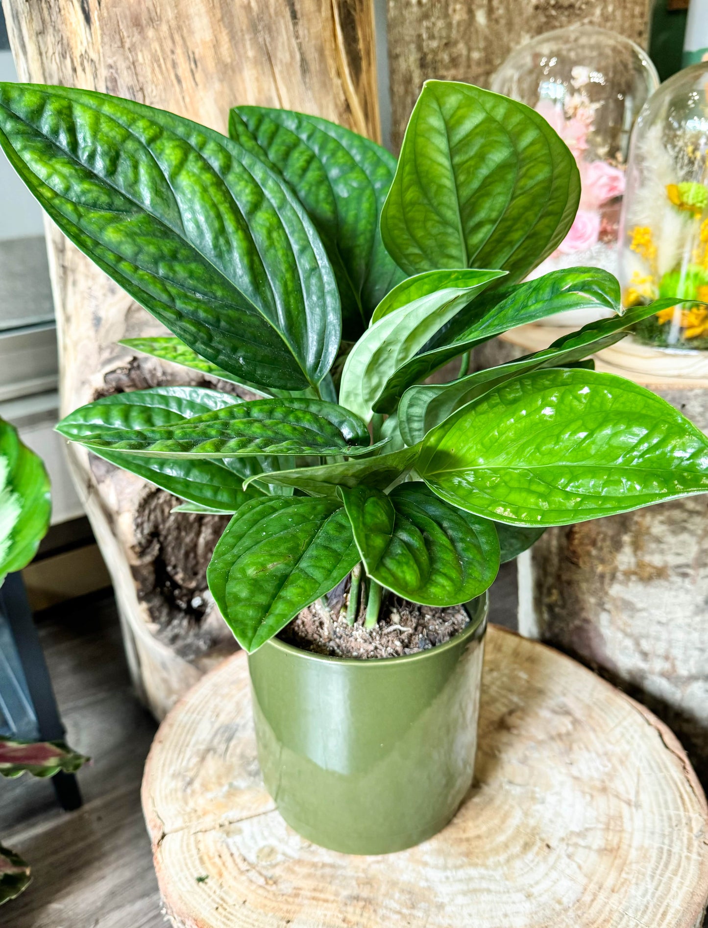 Plante aux feuilles gaufrée d'un vert sombre