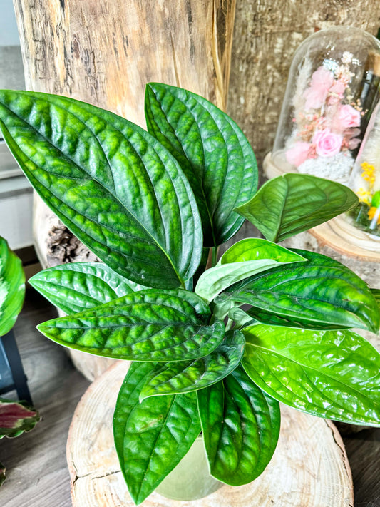 Plante aux feuilles gaufrée d'un vert sombre