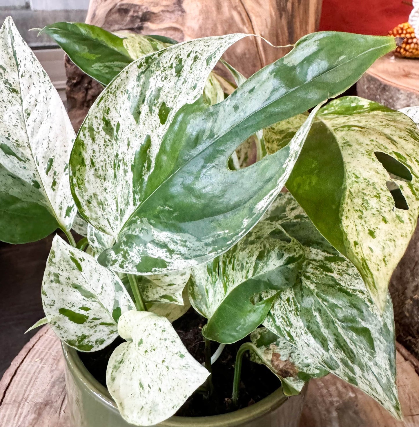 Epipremnum piniatum marble variegata