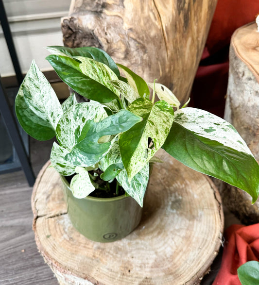 Epipremnum piniatum marble variegata