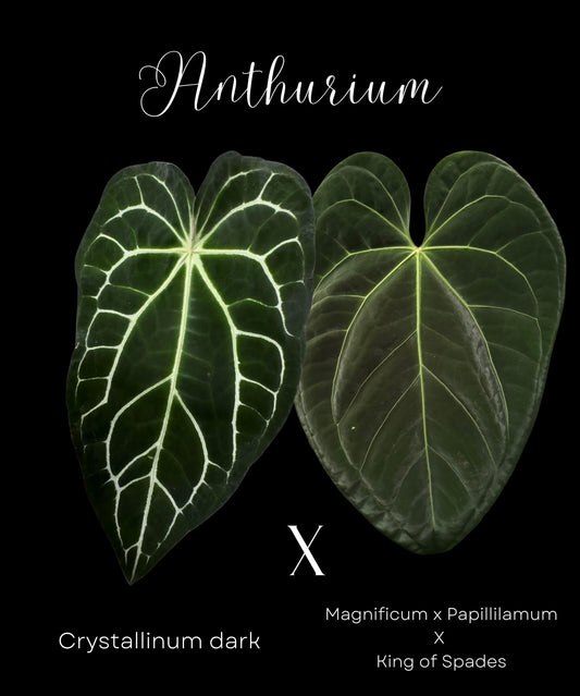 Graines d'anthurium Crystallinum dark x Luxurians