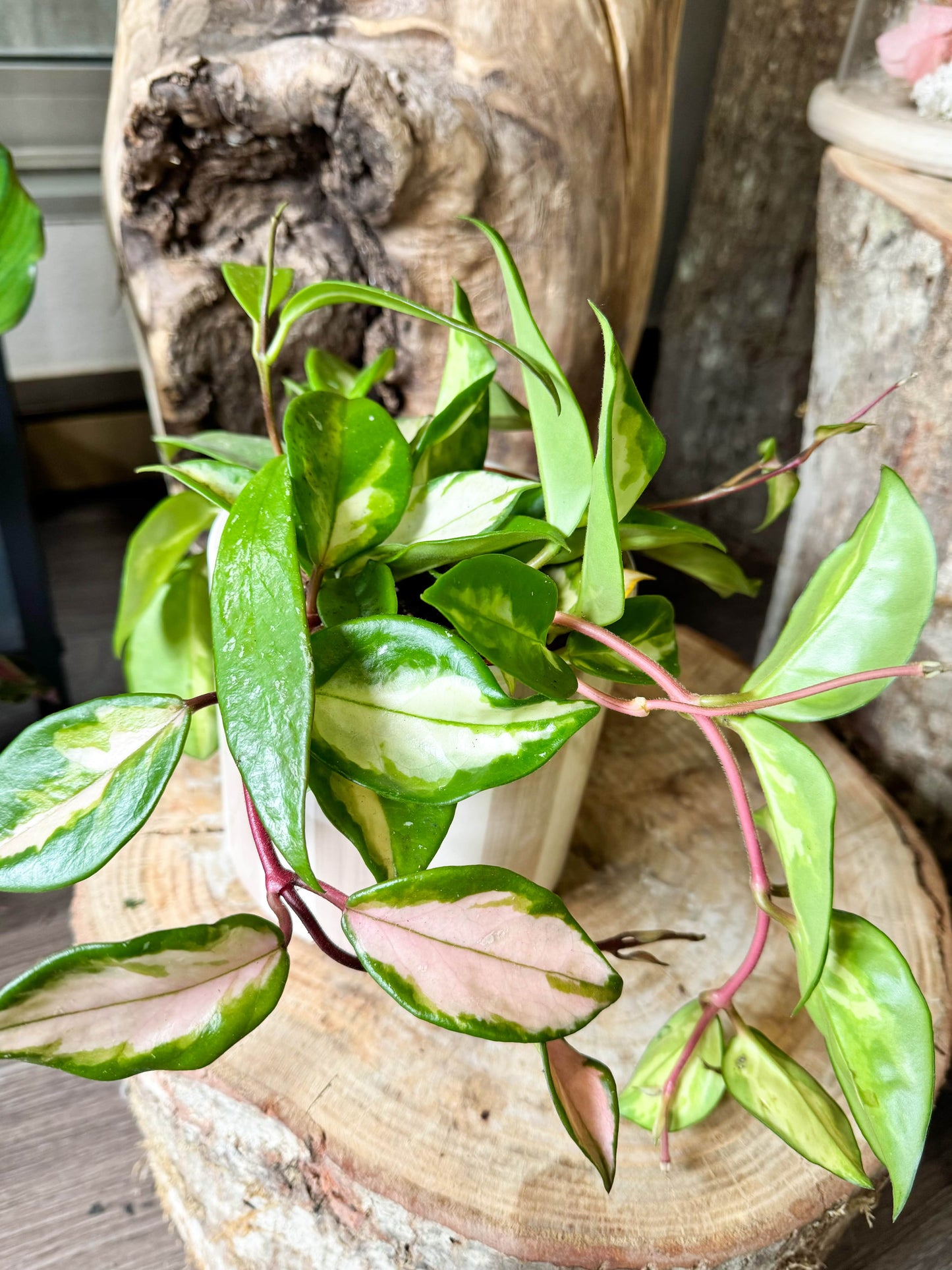 Hoya carnosa tricolore