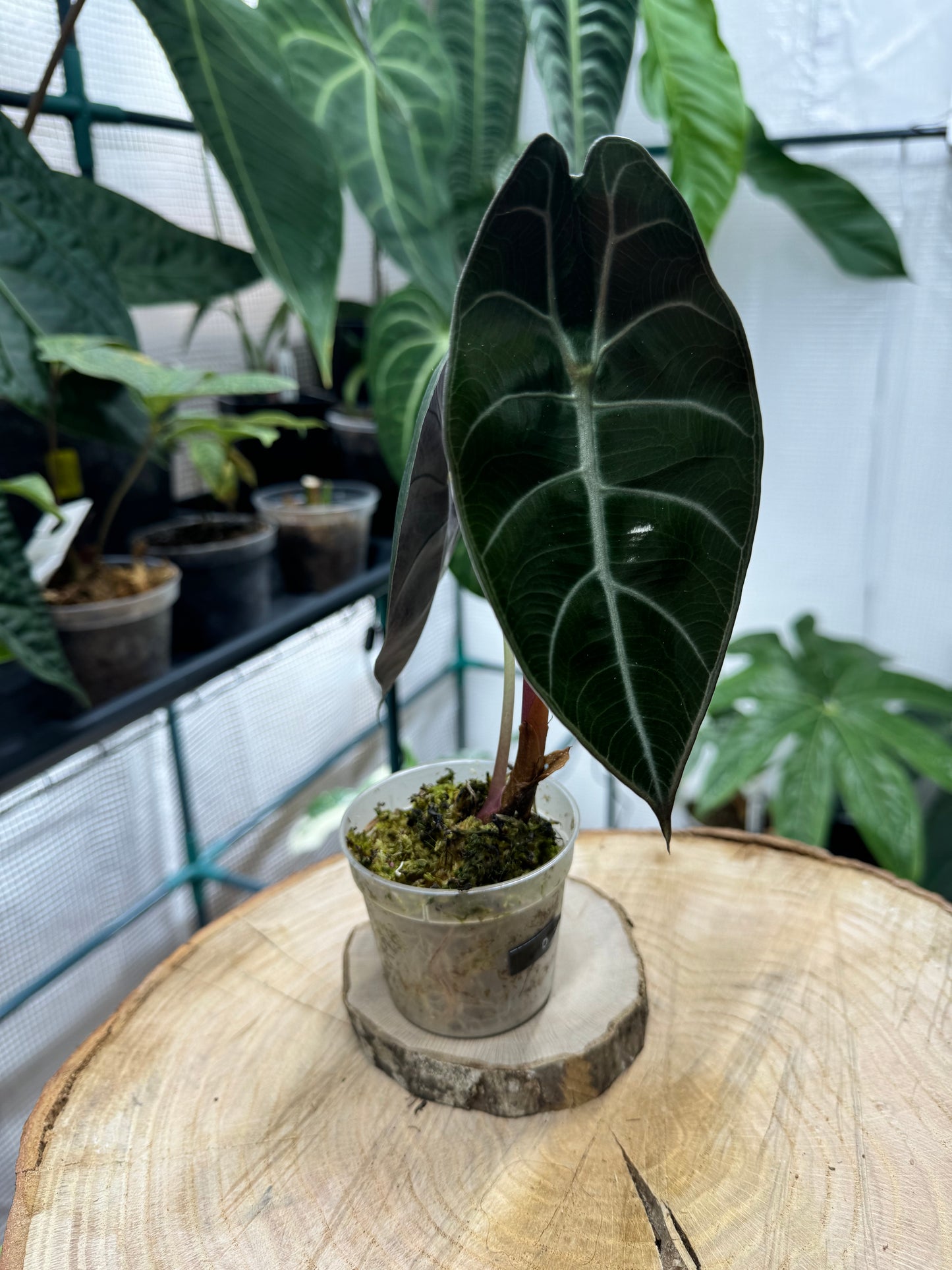 Alocasia sedenii