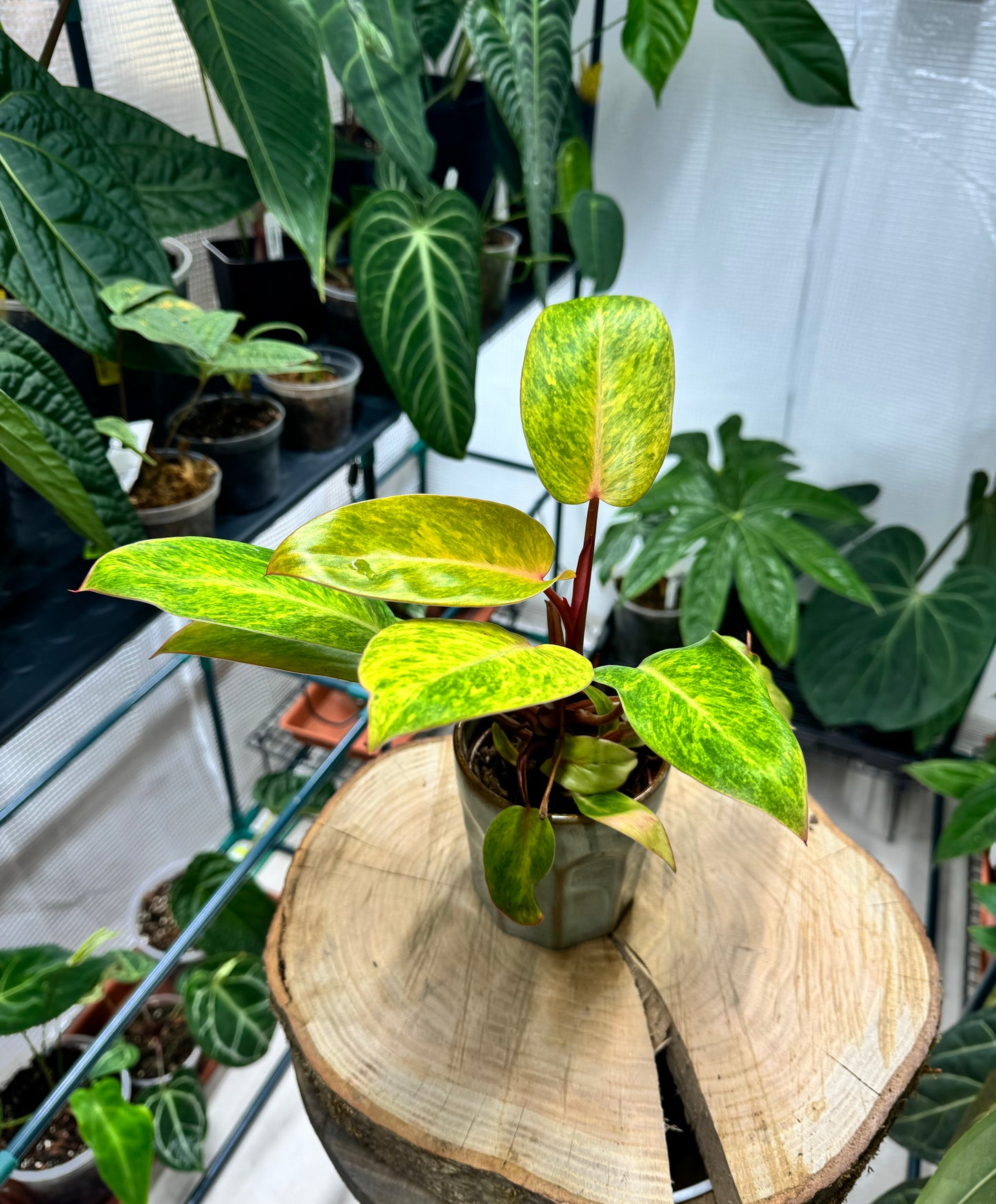 Philodendron painted lady