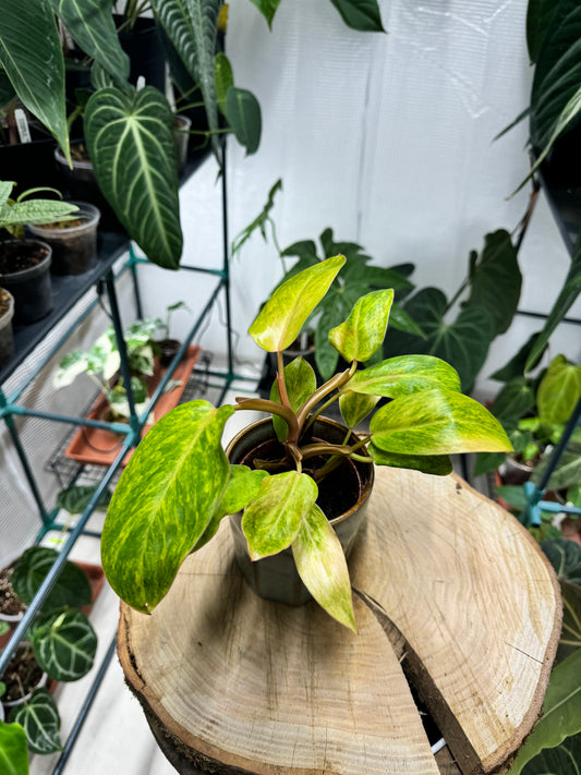 Philodendron painted lady