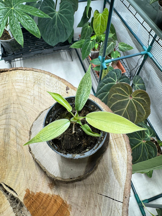 Philodendron florida ghost