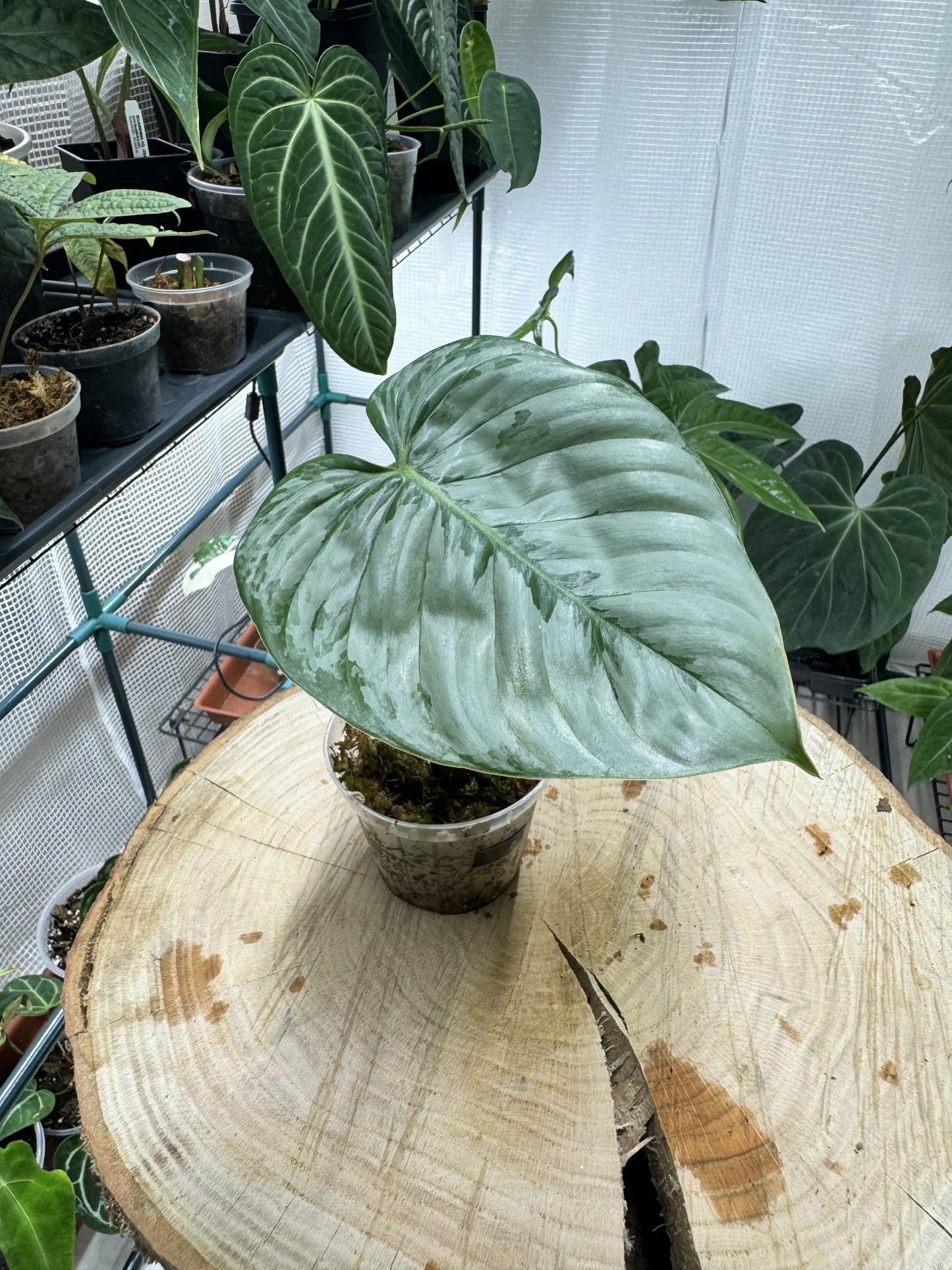 Philodendron sodiroi