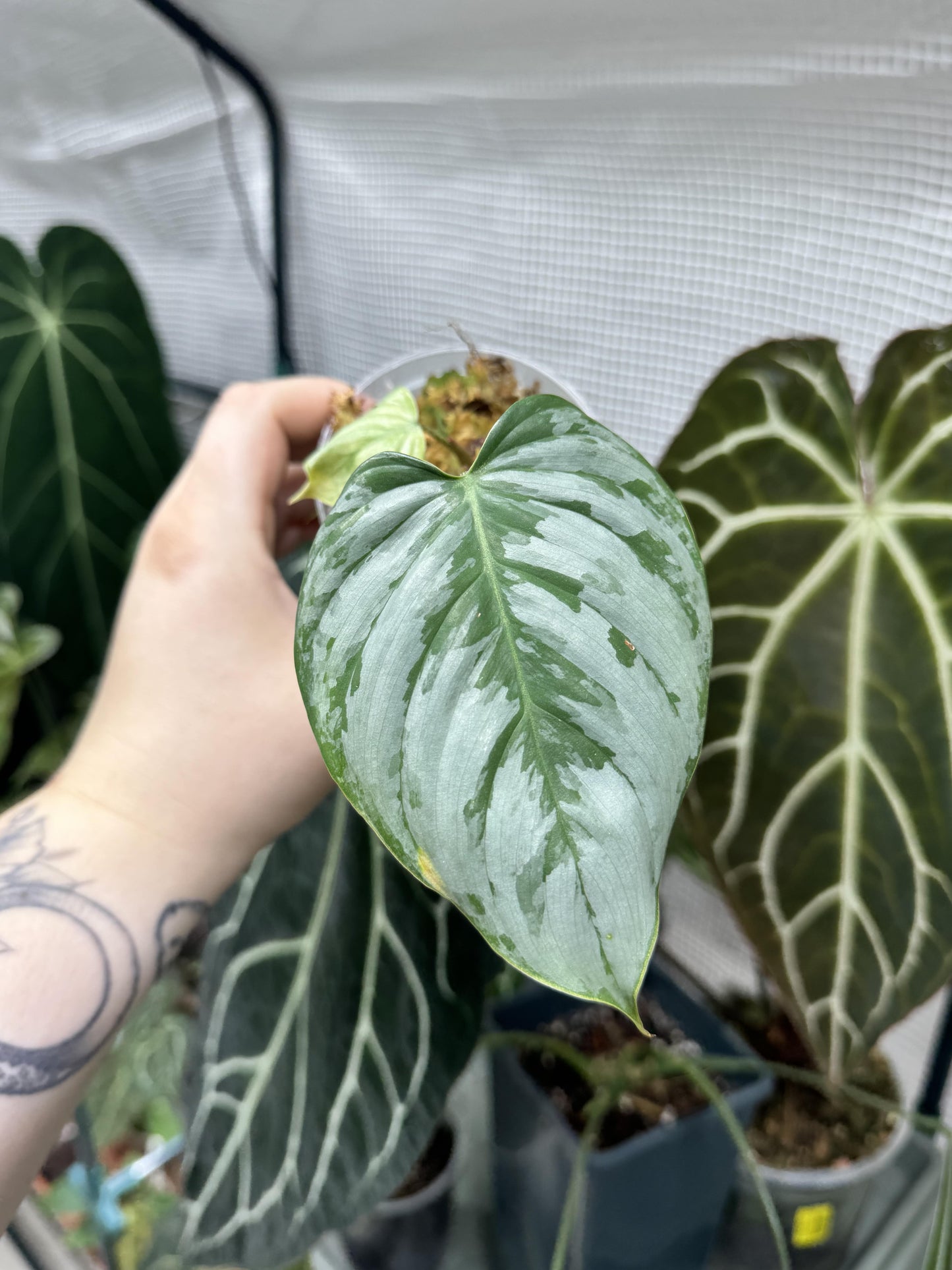 Philodendron sodiroi