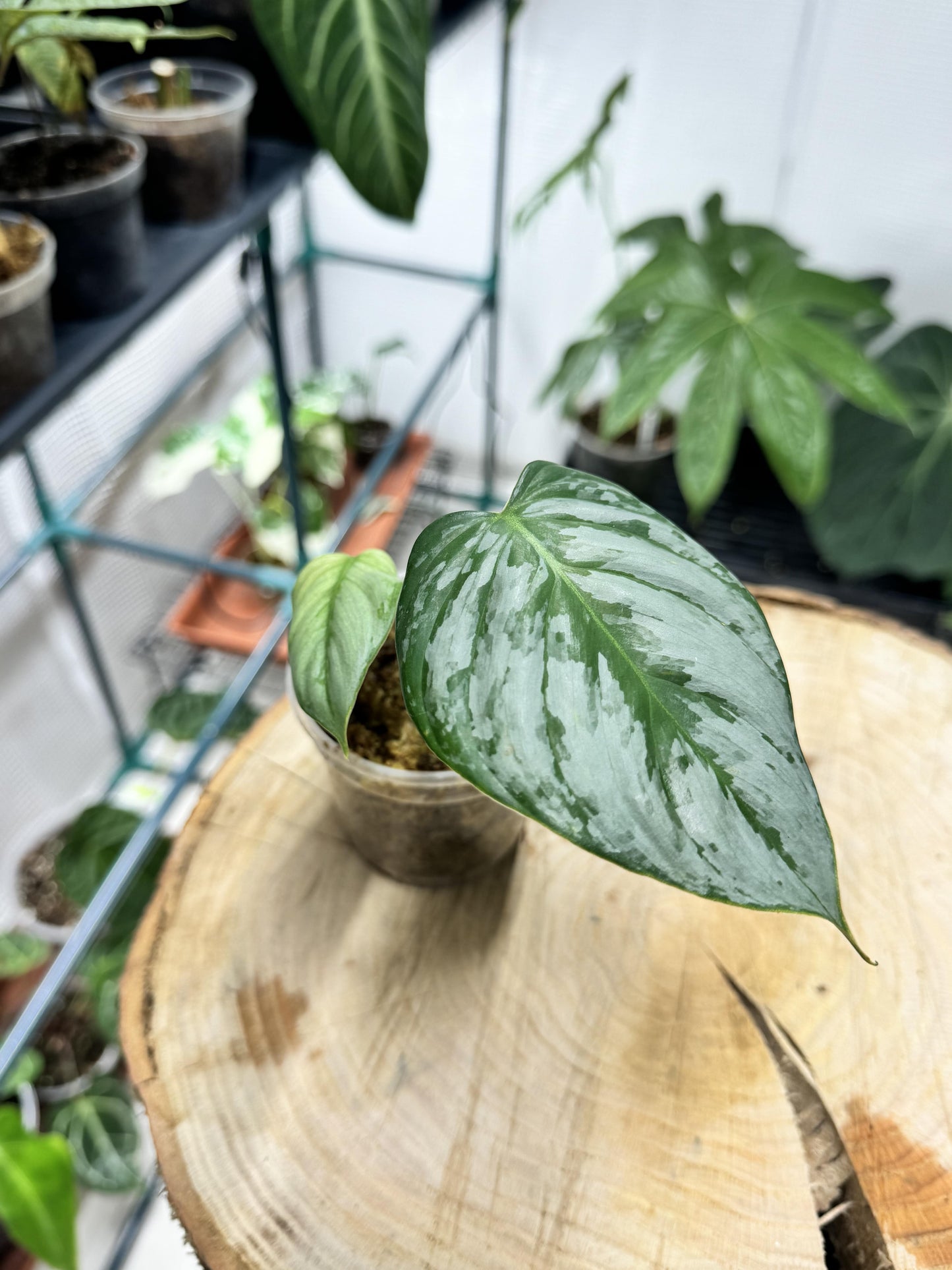 Philodendron sodiroi