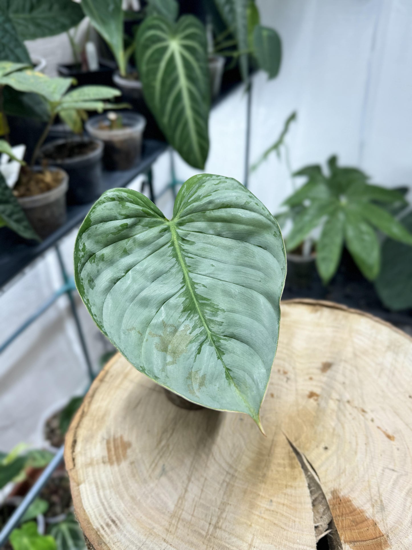 Philodendron sodiroi