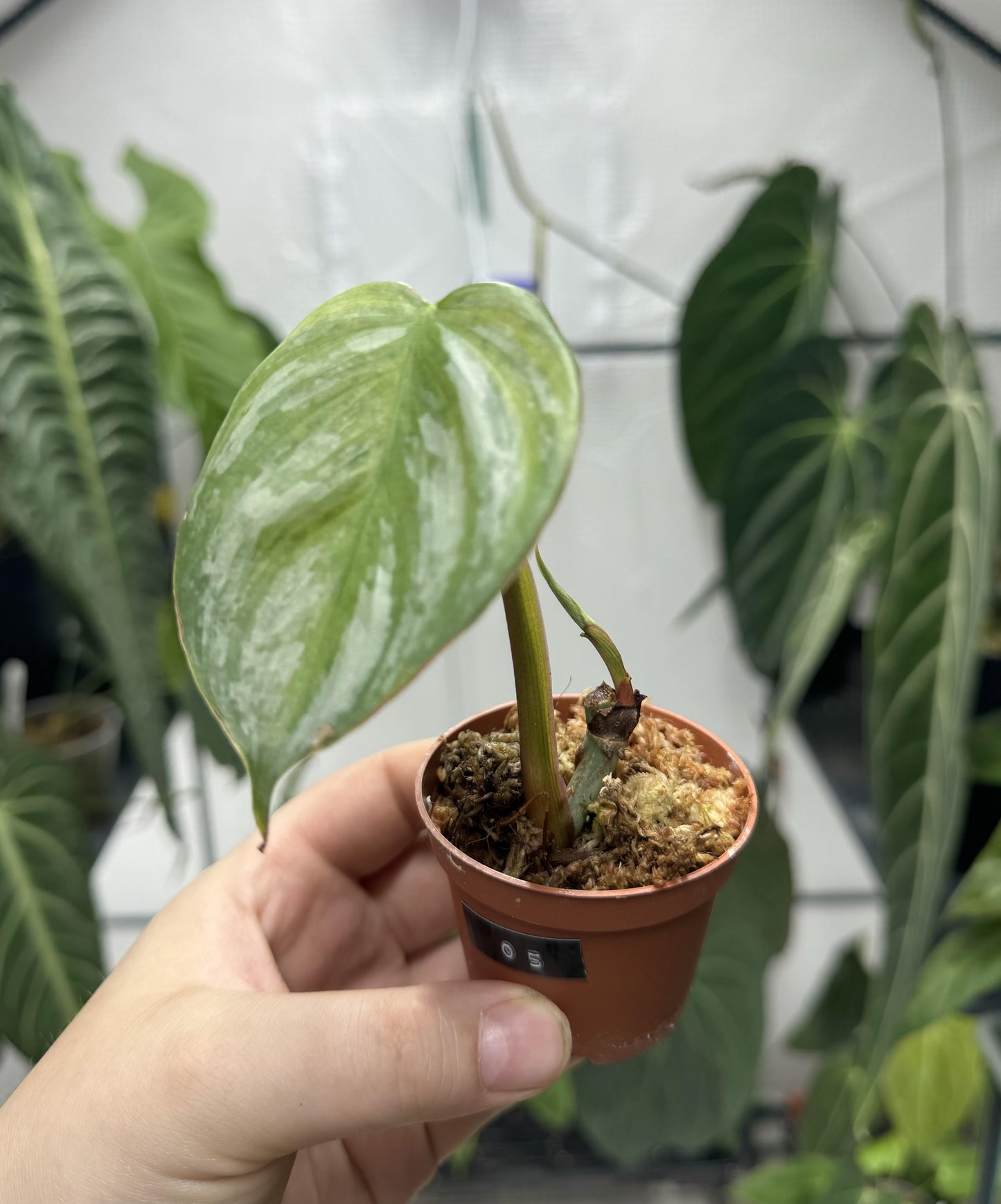 Philodendron sodiroi