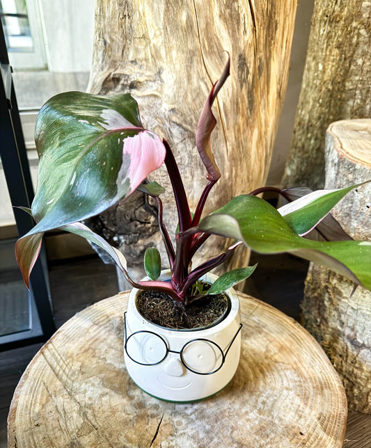 Philodendron pink princess