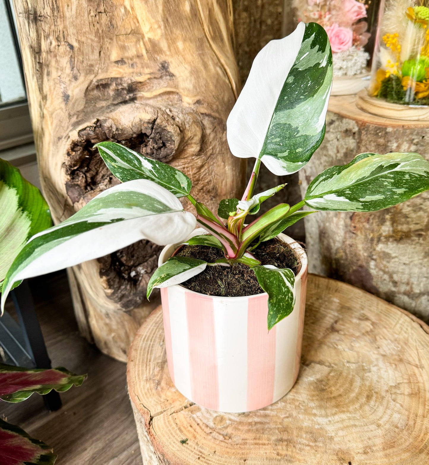 Philodendron white princess