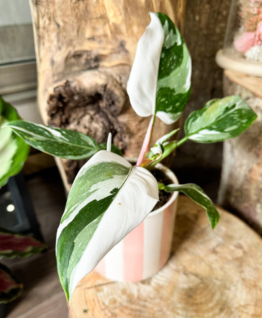 Philodendron white princess