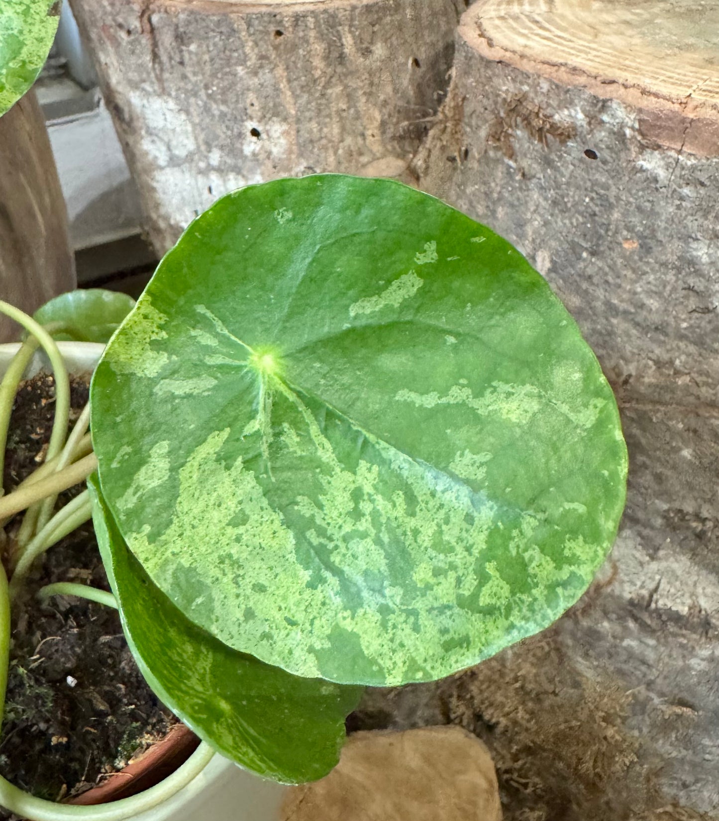 Pilea peperomioides 'mojito'