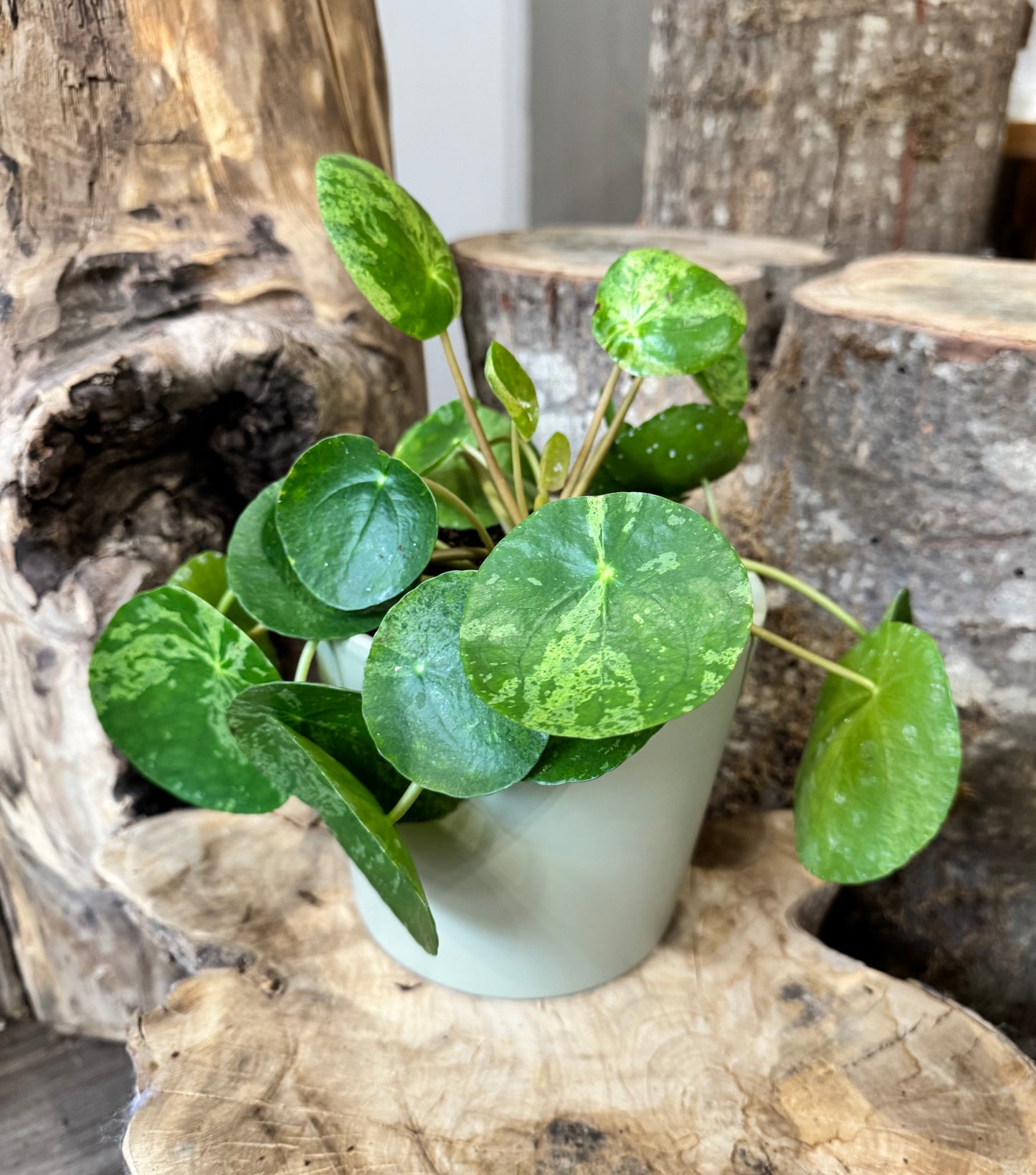 Pilea peperomioides 'mojito'